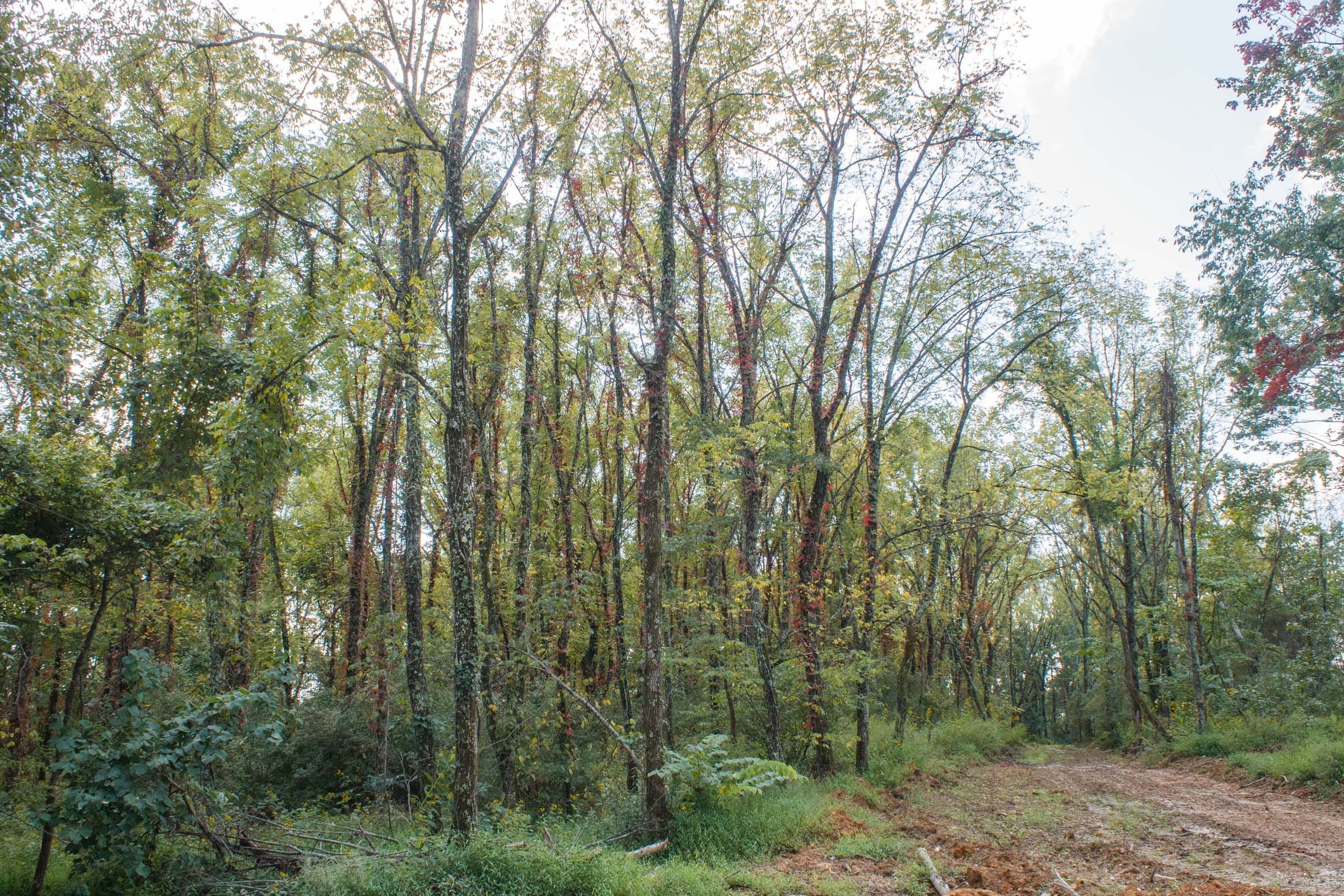Wounded Oak Tract 18 photo 8