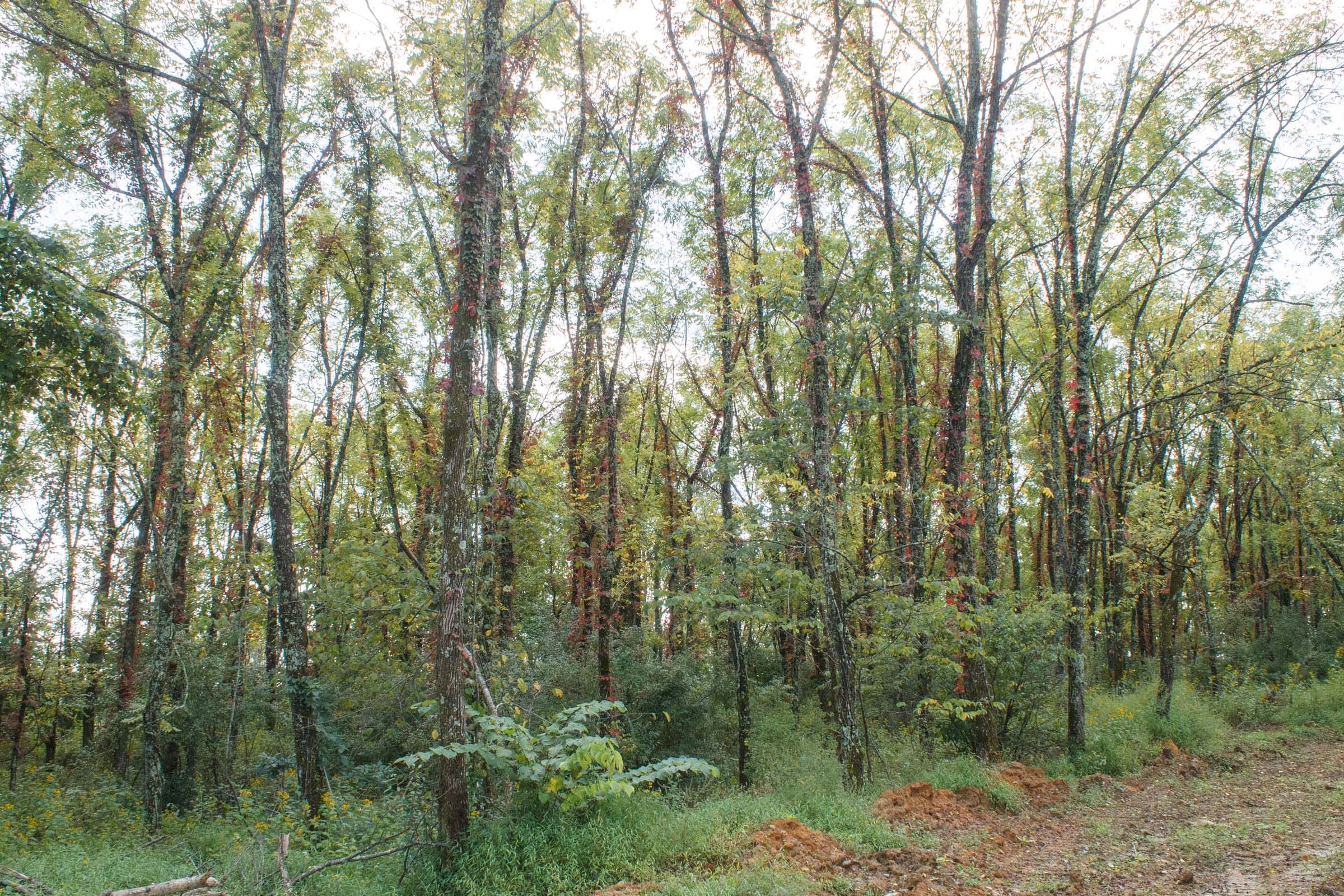 Wounded Oak Tract 18 photo 9