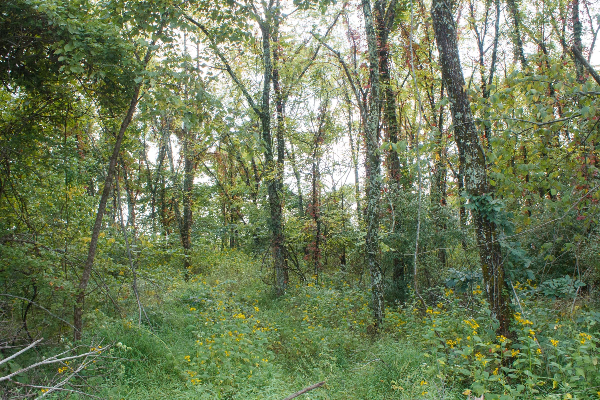Wounded Oak Tract 18 photo 10