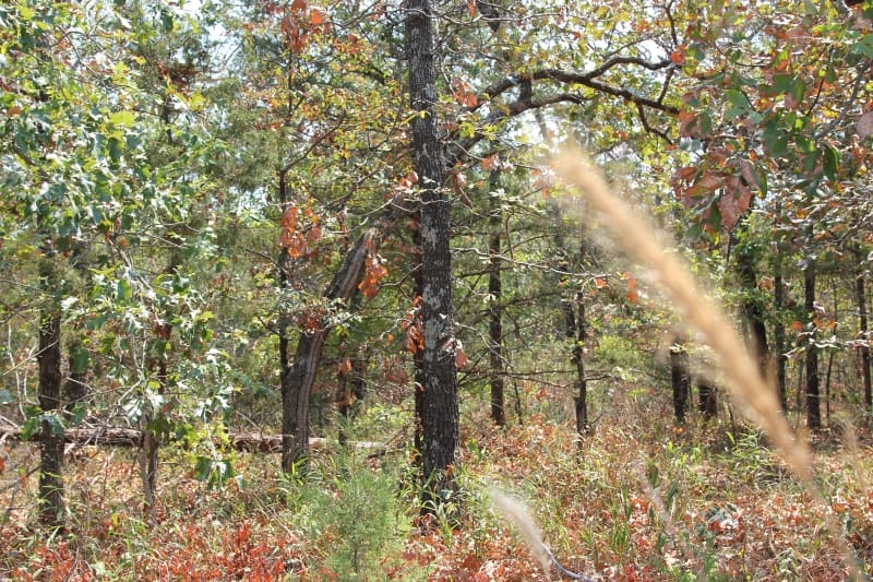 Lake View Ranch Tract 8 photo 5