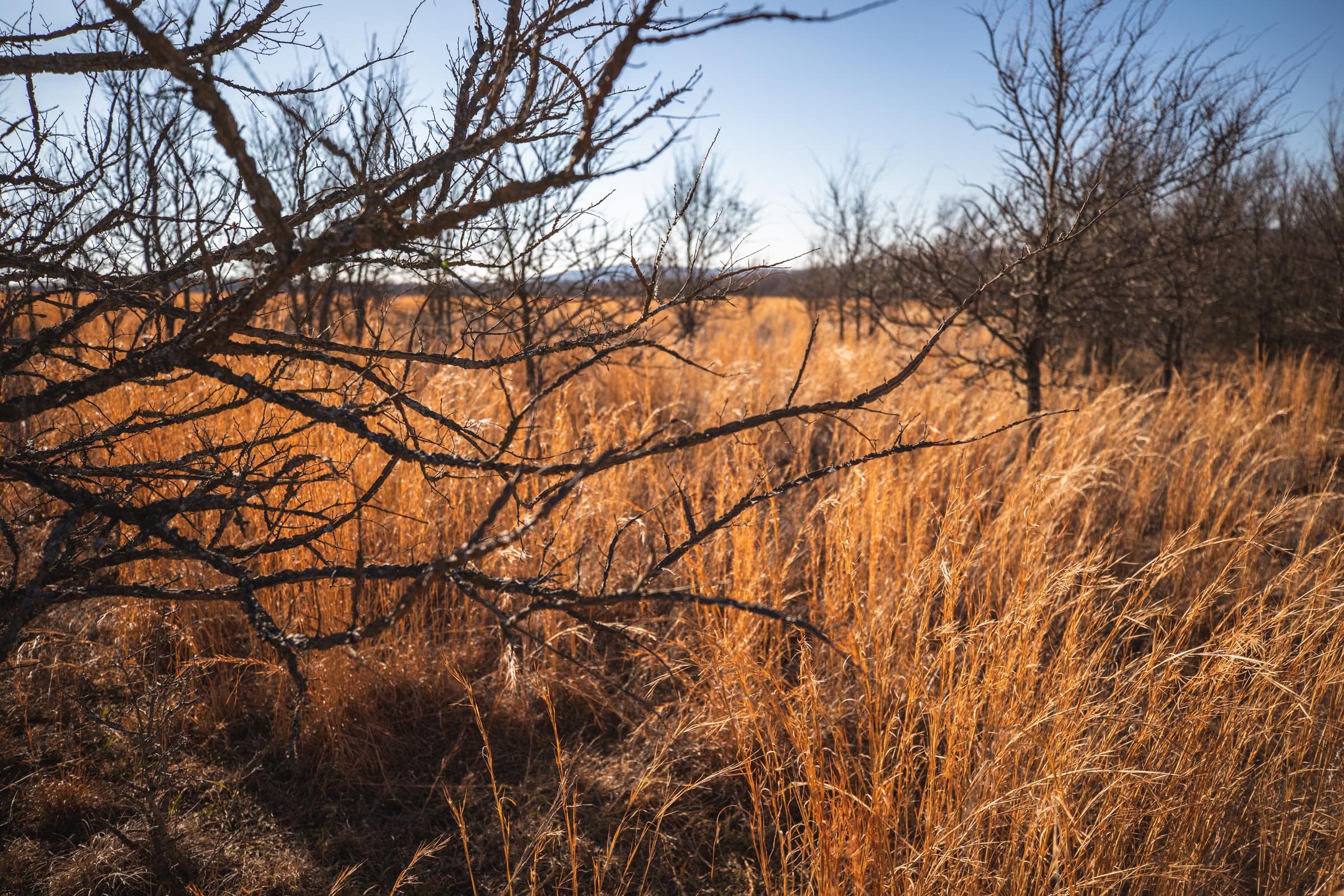 Painted Horse Tract 57 photo 6