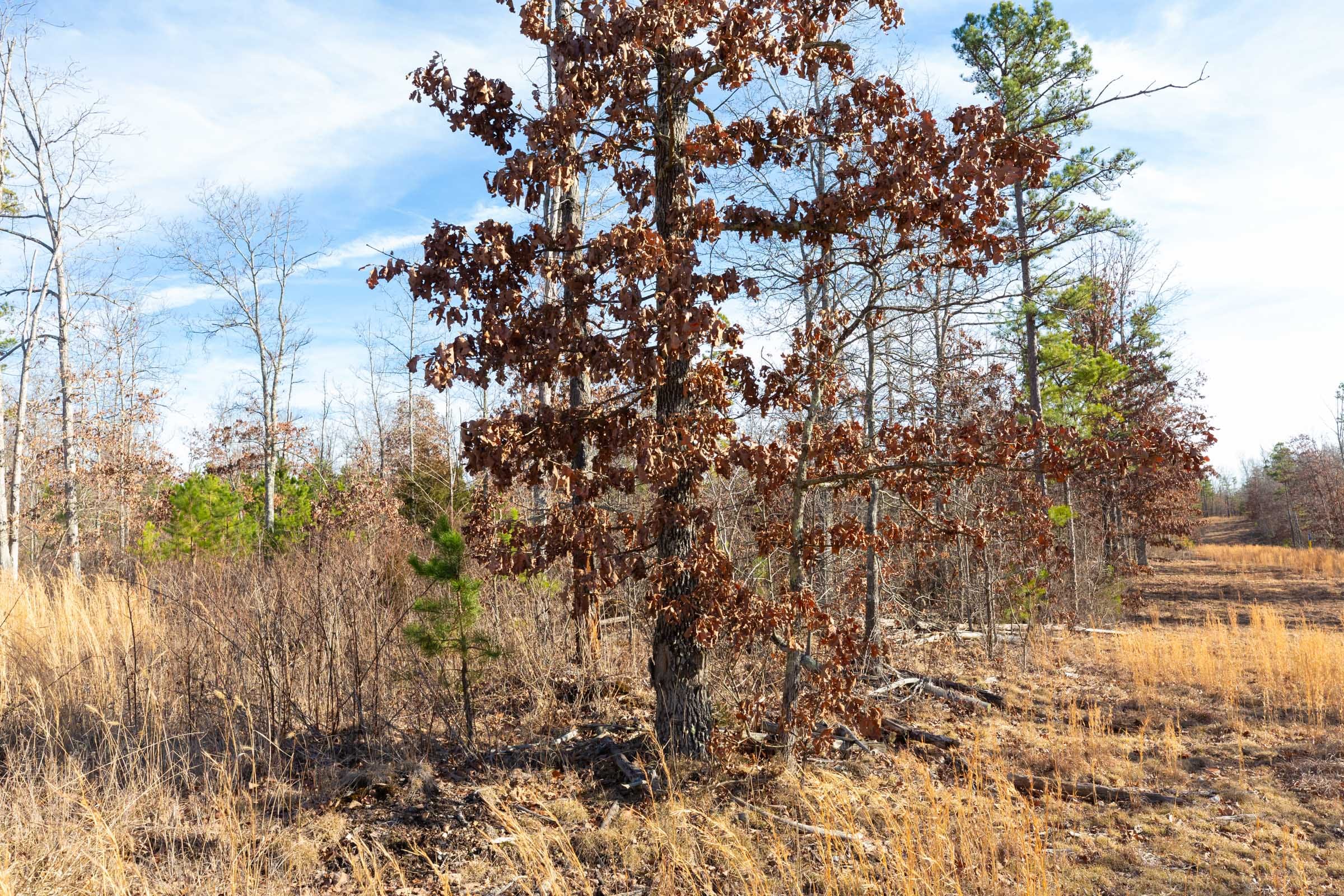 Windy Ridge Tract 11 photo 3