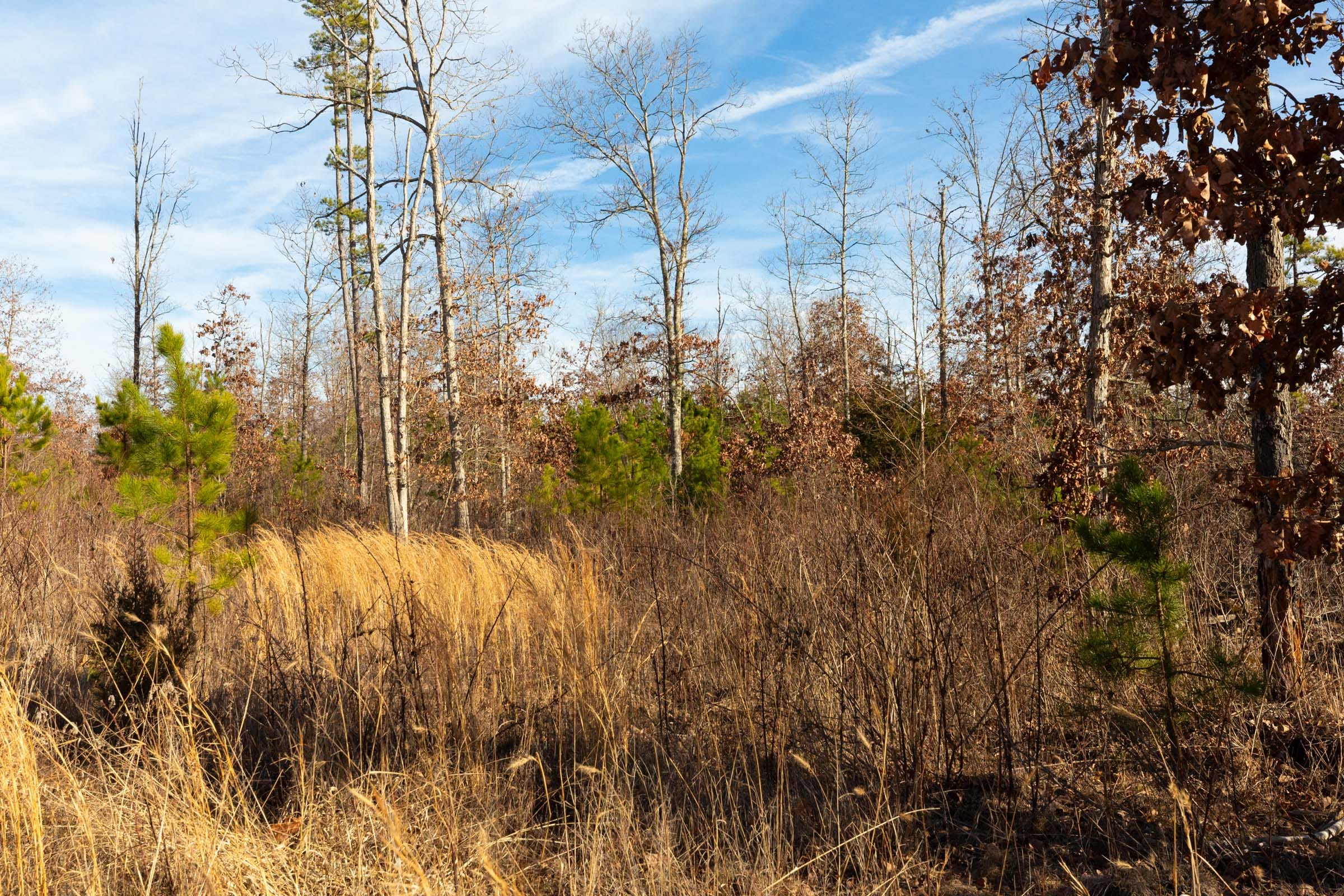Windy Ridge Tract 11 photo 4