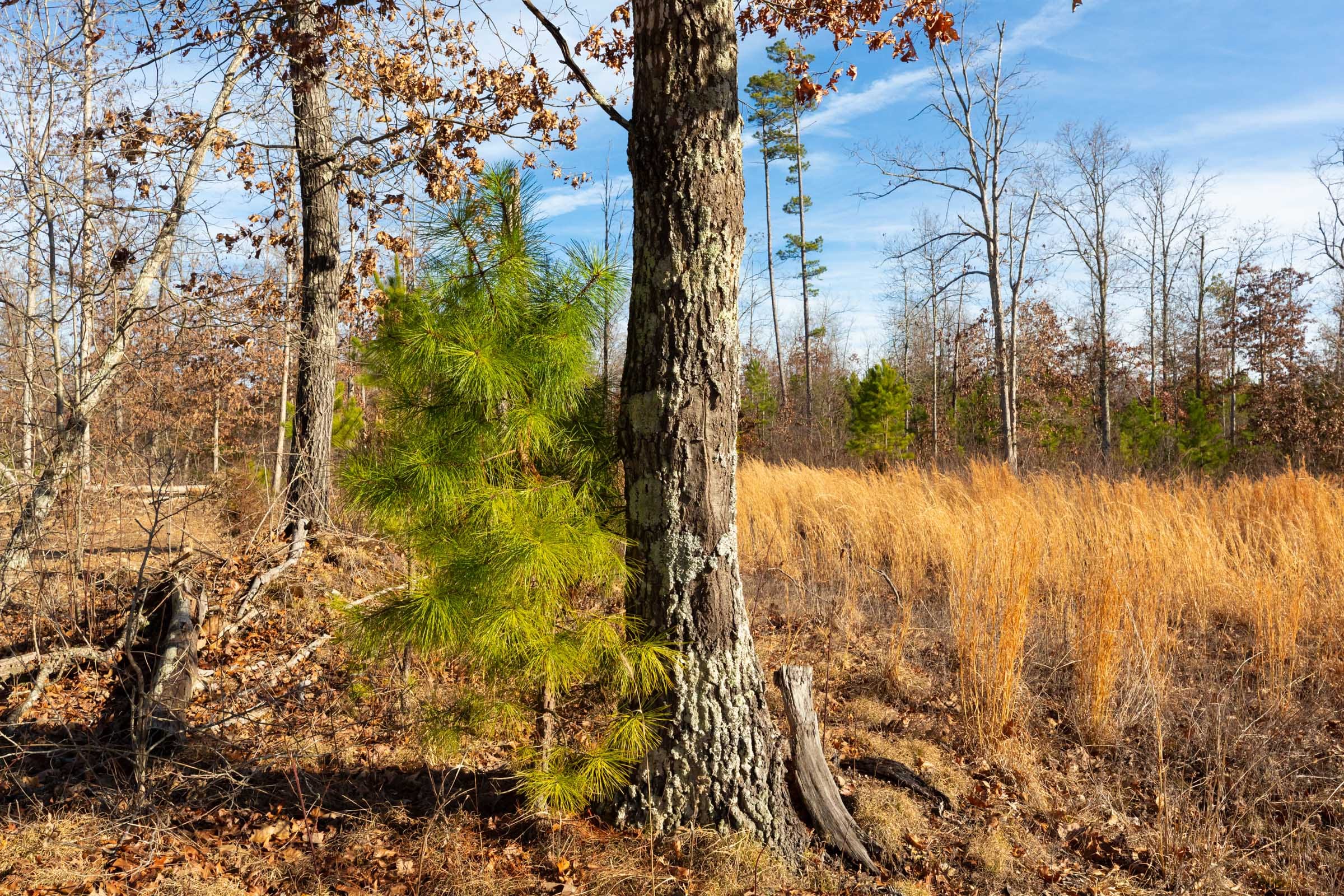 Windy Ridge Tract 11 photo 5