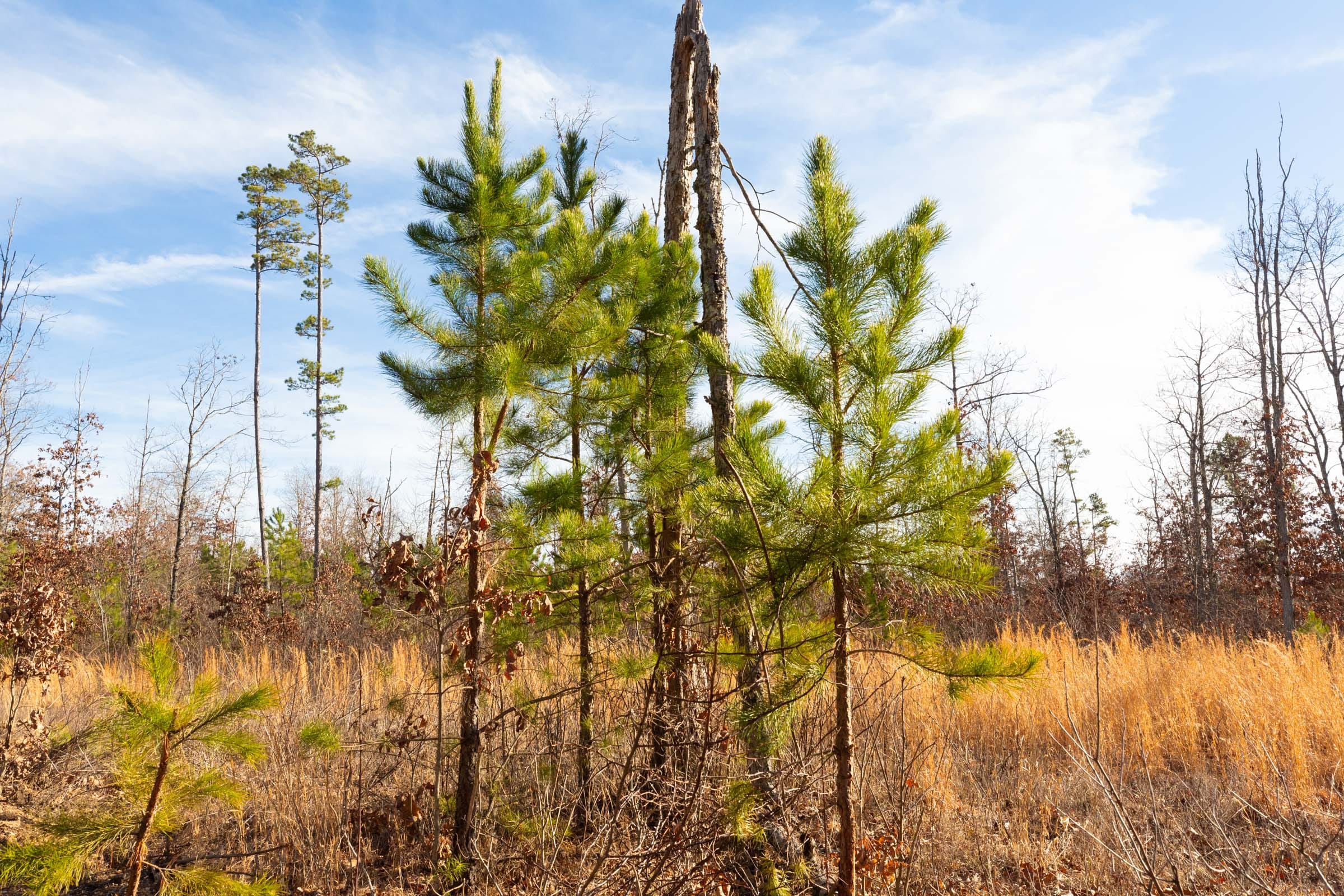 Windy Ridge Tract 11 photo 7