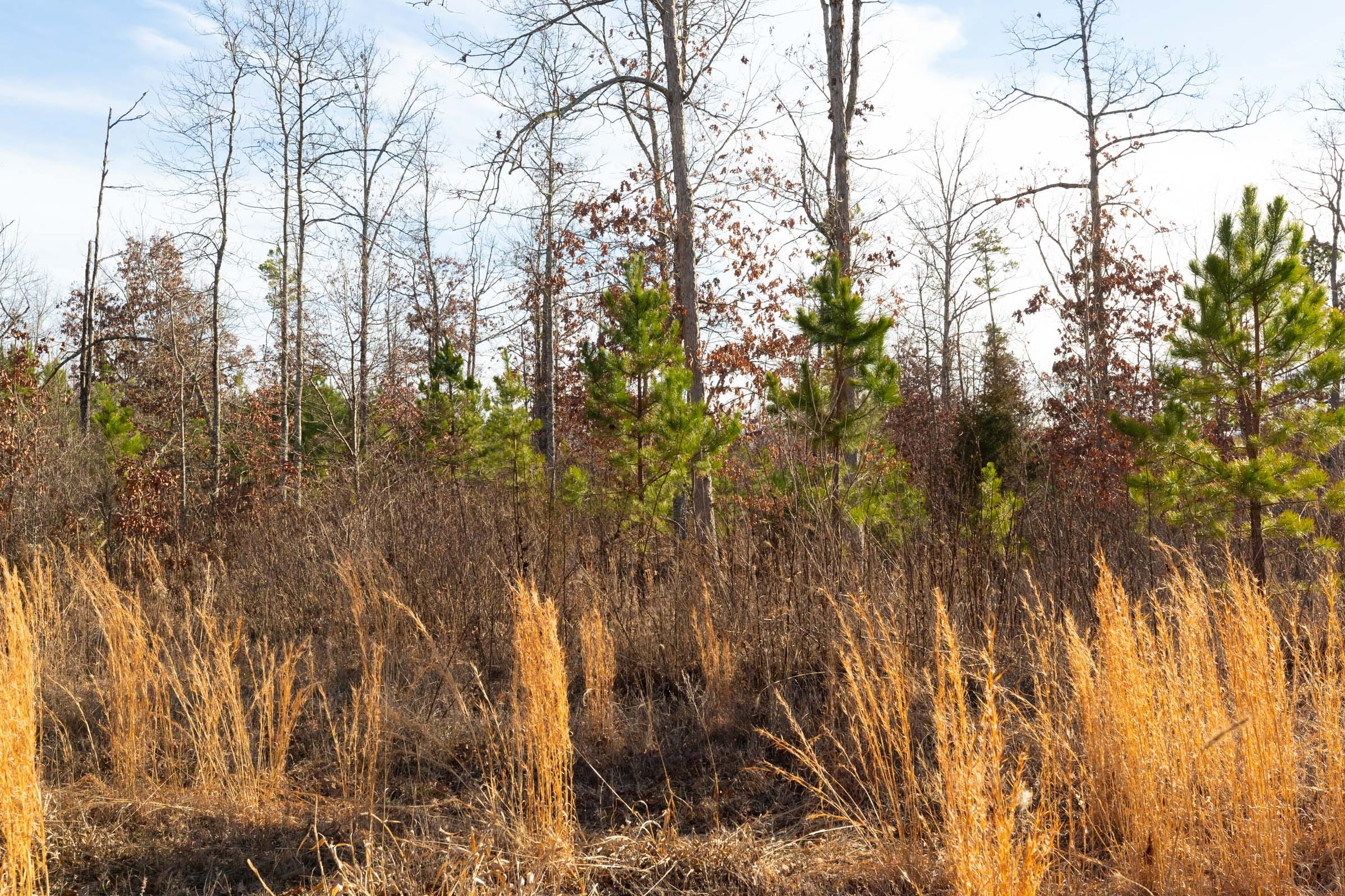 Windy Ridge Tract 11 photo 9
