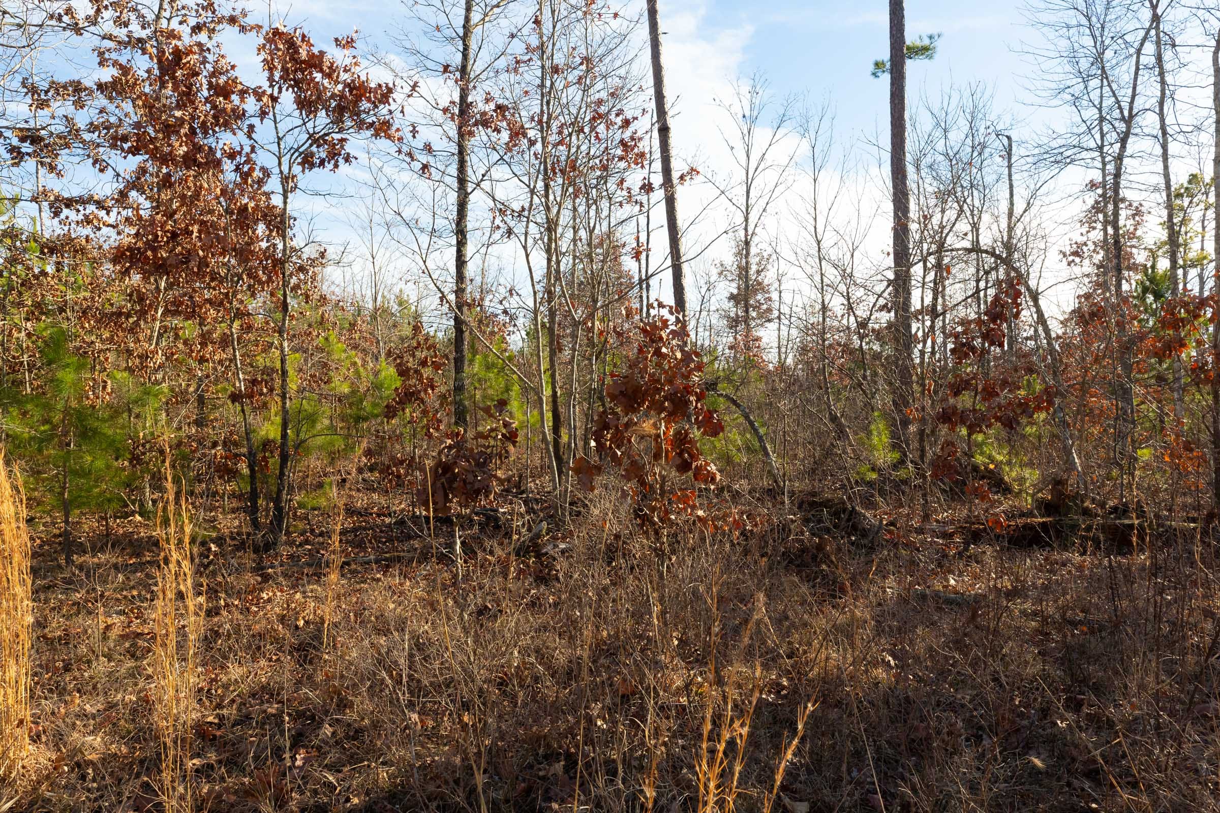 Windy Ridge Tract 11 photo 8