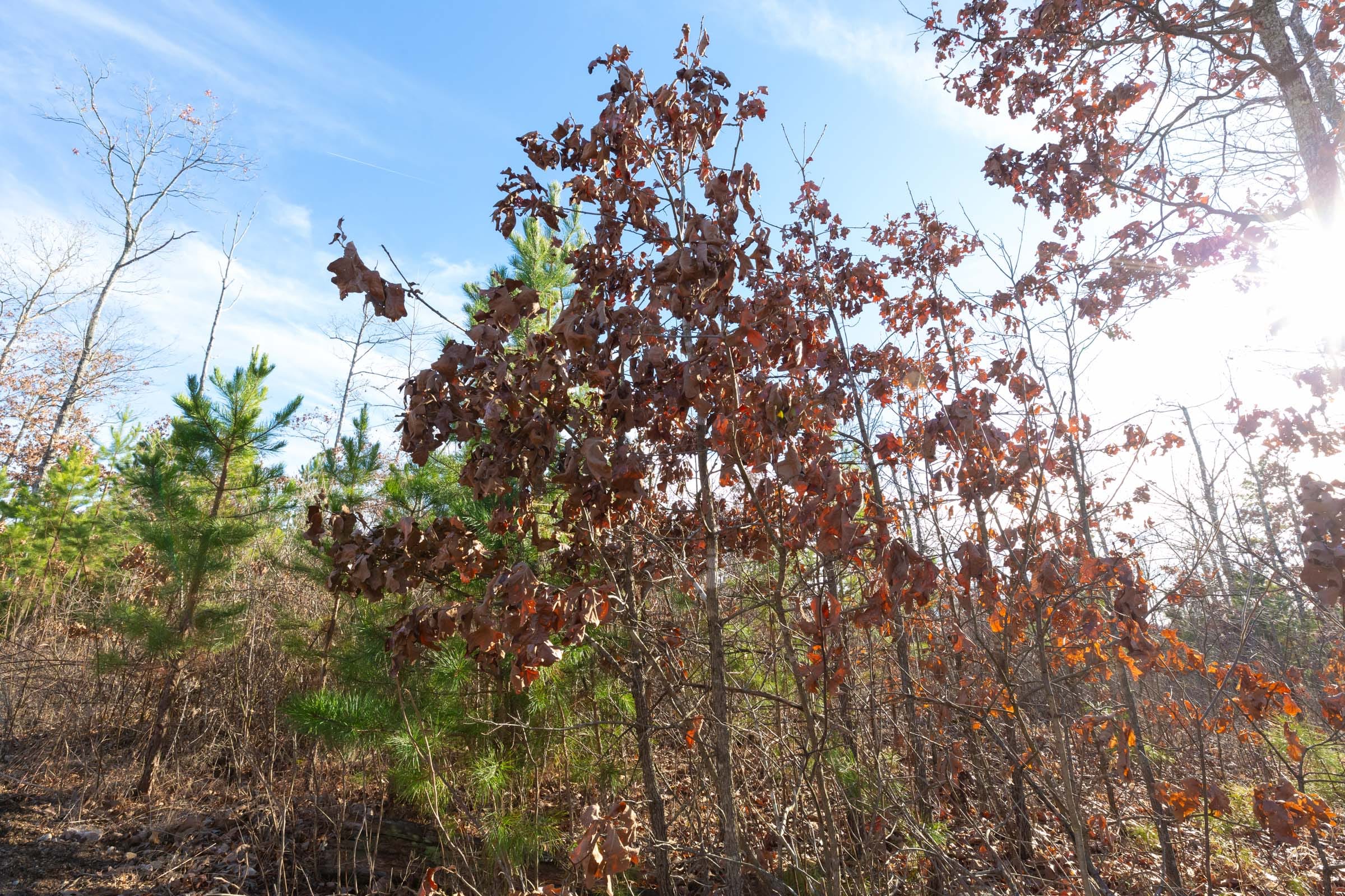 Windy Ridge Tract 11 photo 6