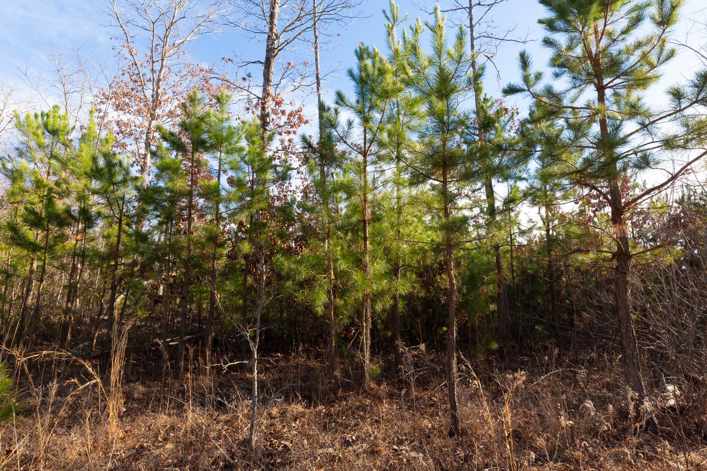 Windy Ridge Tract 11 photo 10