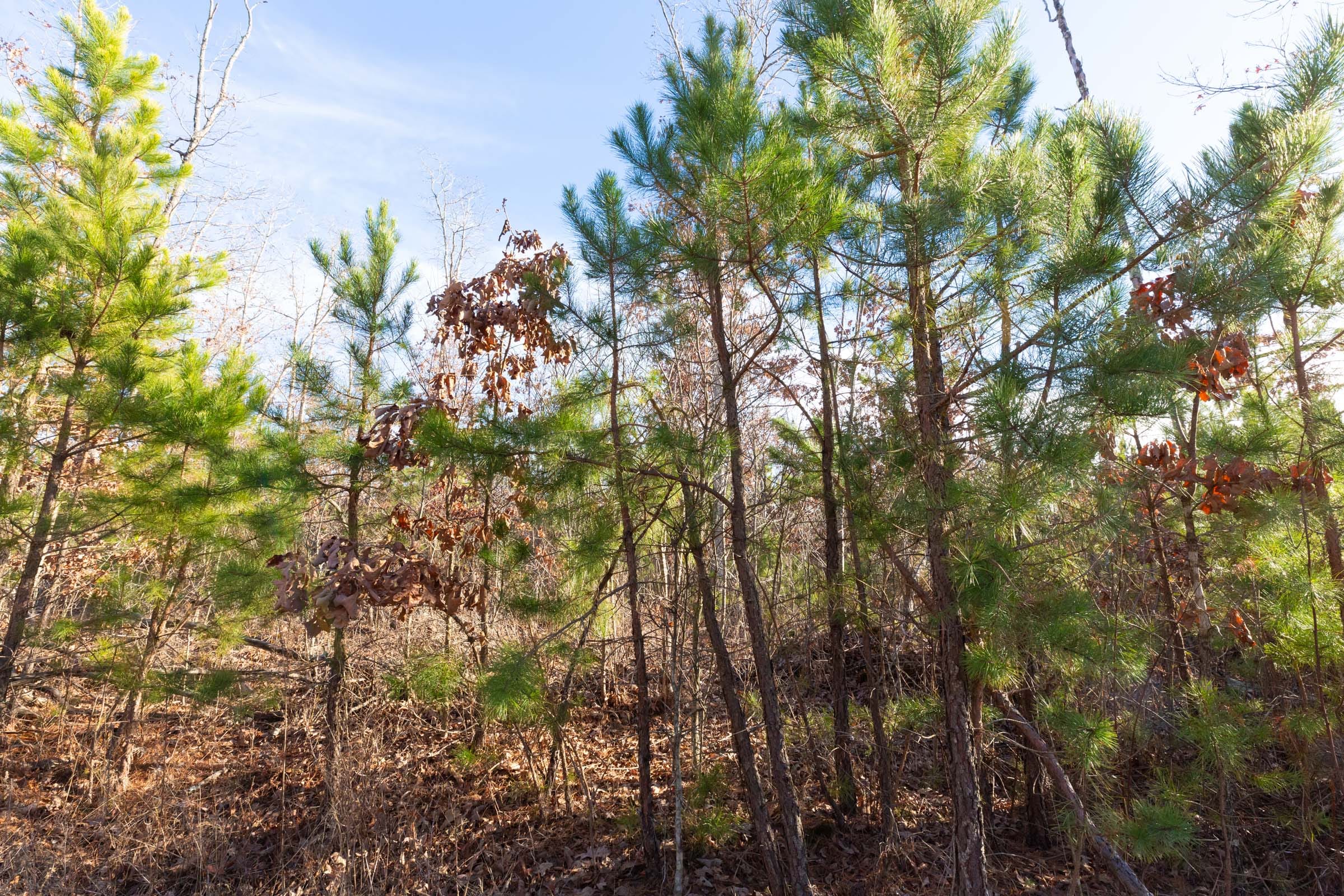 Windy Ridge Tract 11 photo 11