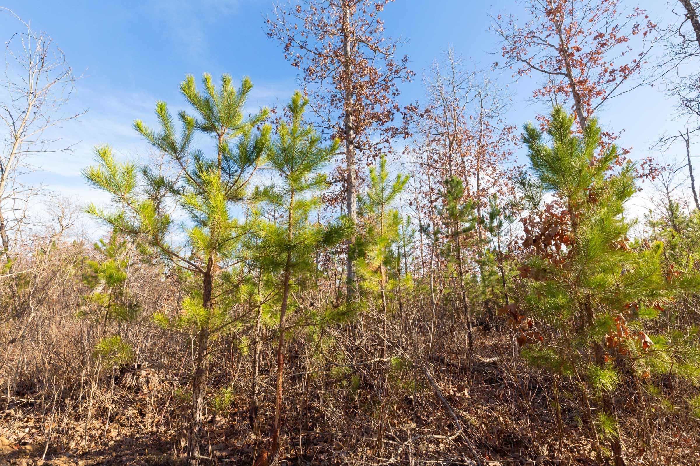 Windy Ridge Tract 11 photo 14