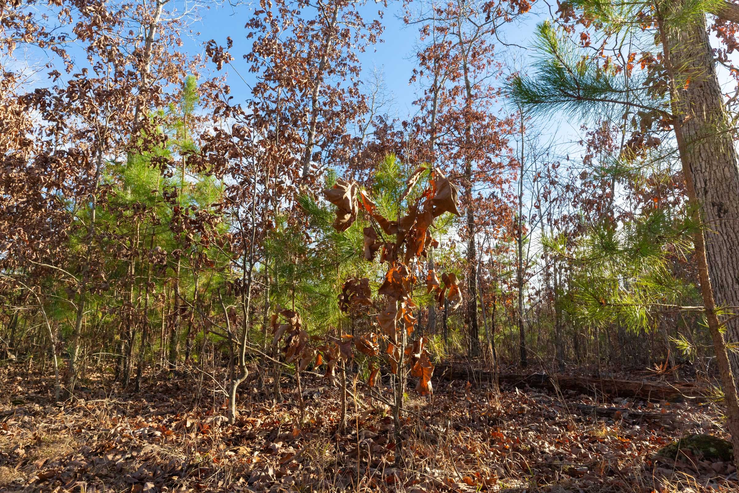 Windy Ridge Tract 11 photo 12