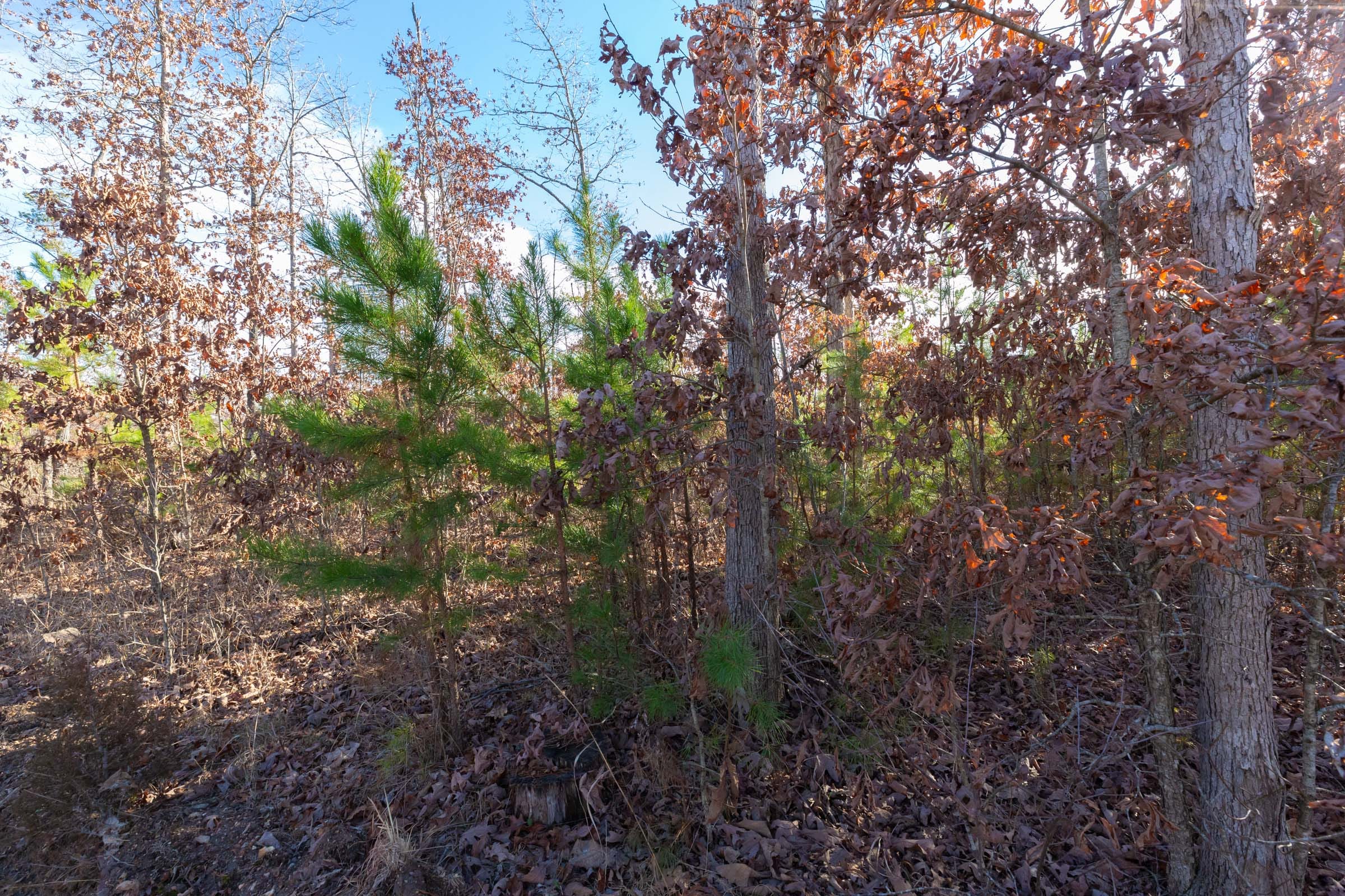 Windy Ridge Tract 11 photo 18
