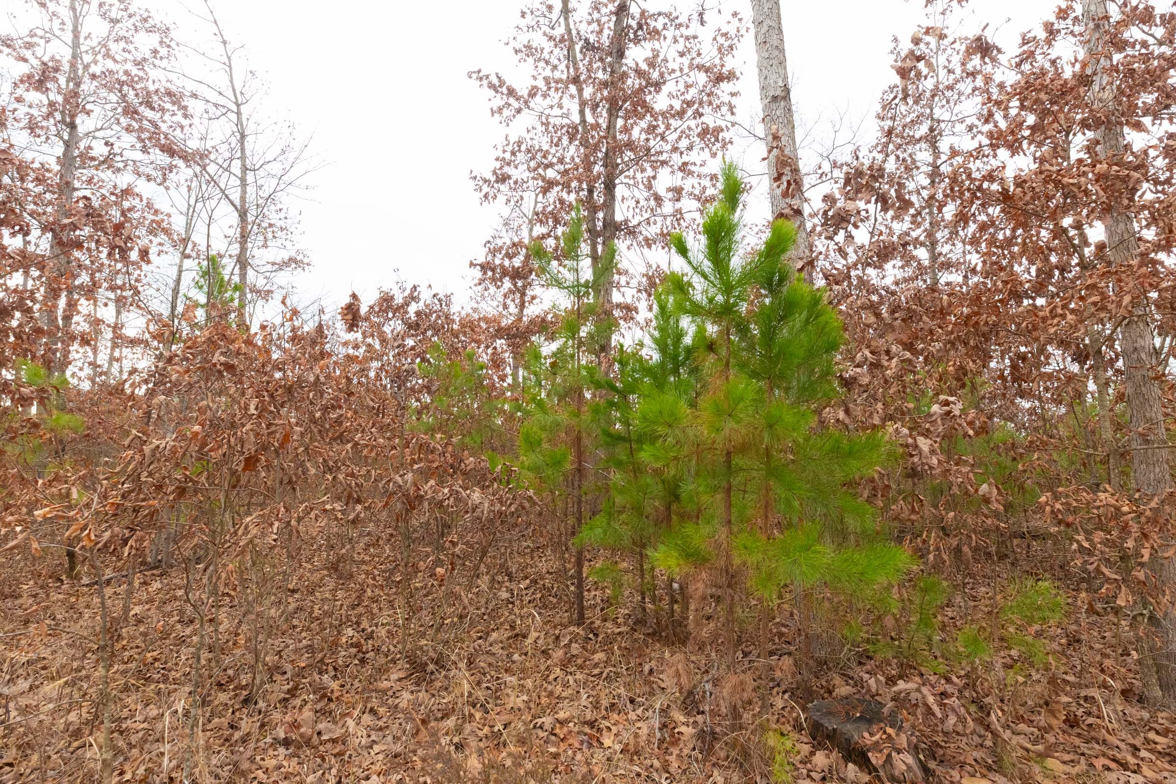 Windy Ridge Tract 11 photo 16