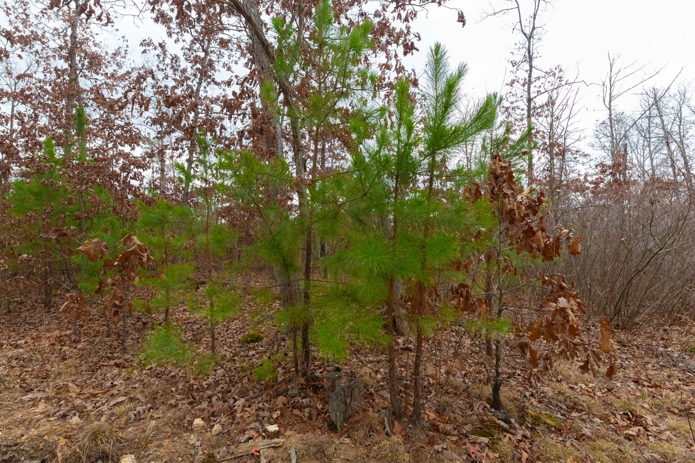 Windy Ridge Tract 11 photo 17