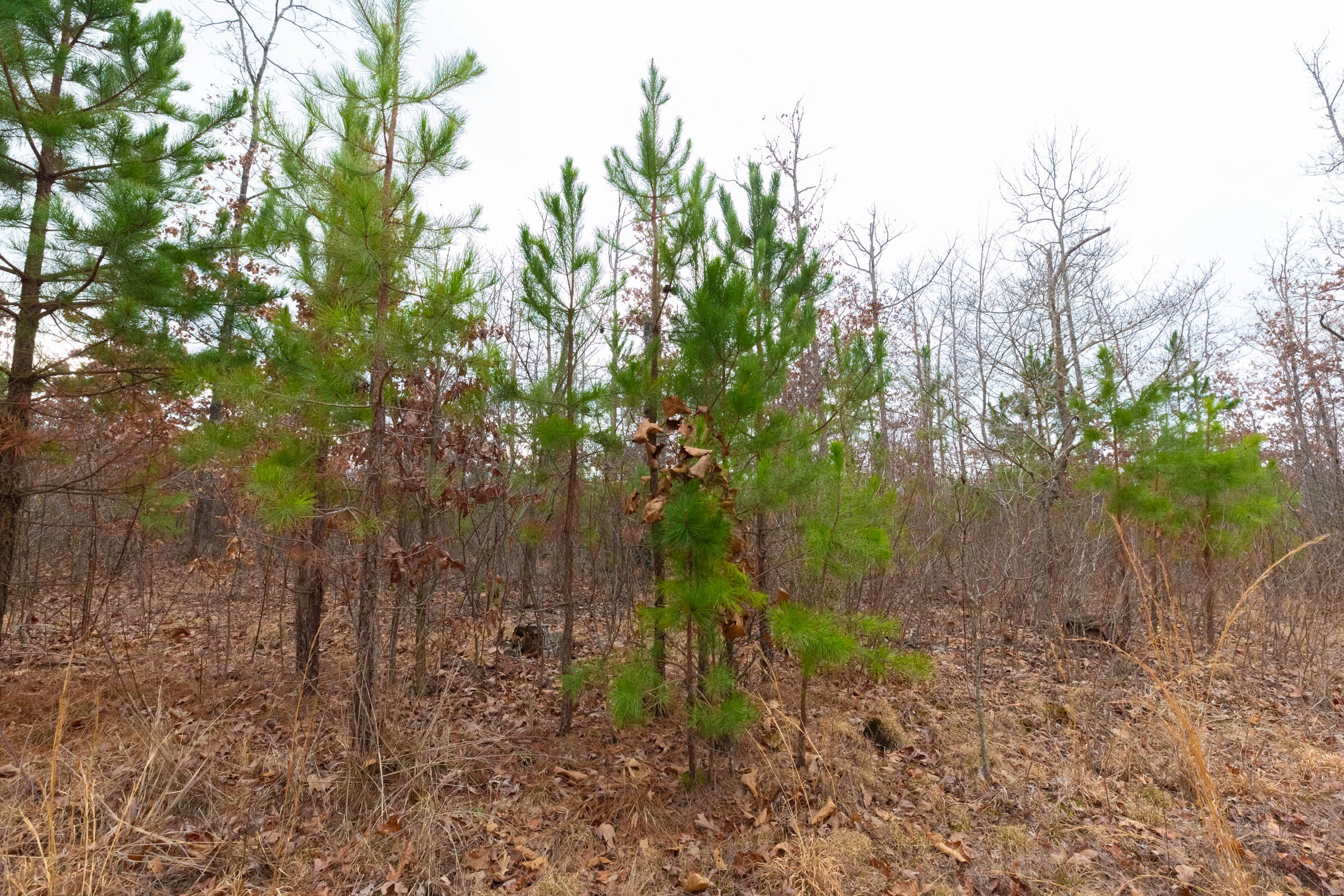 Windy Ridge Tract 11 photo 19