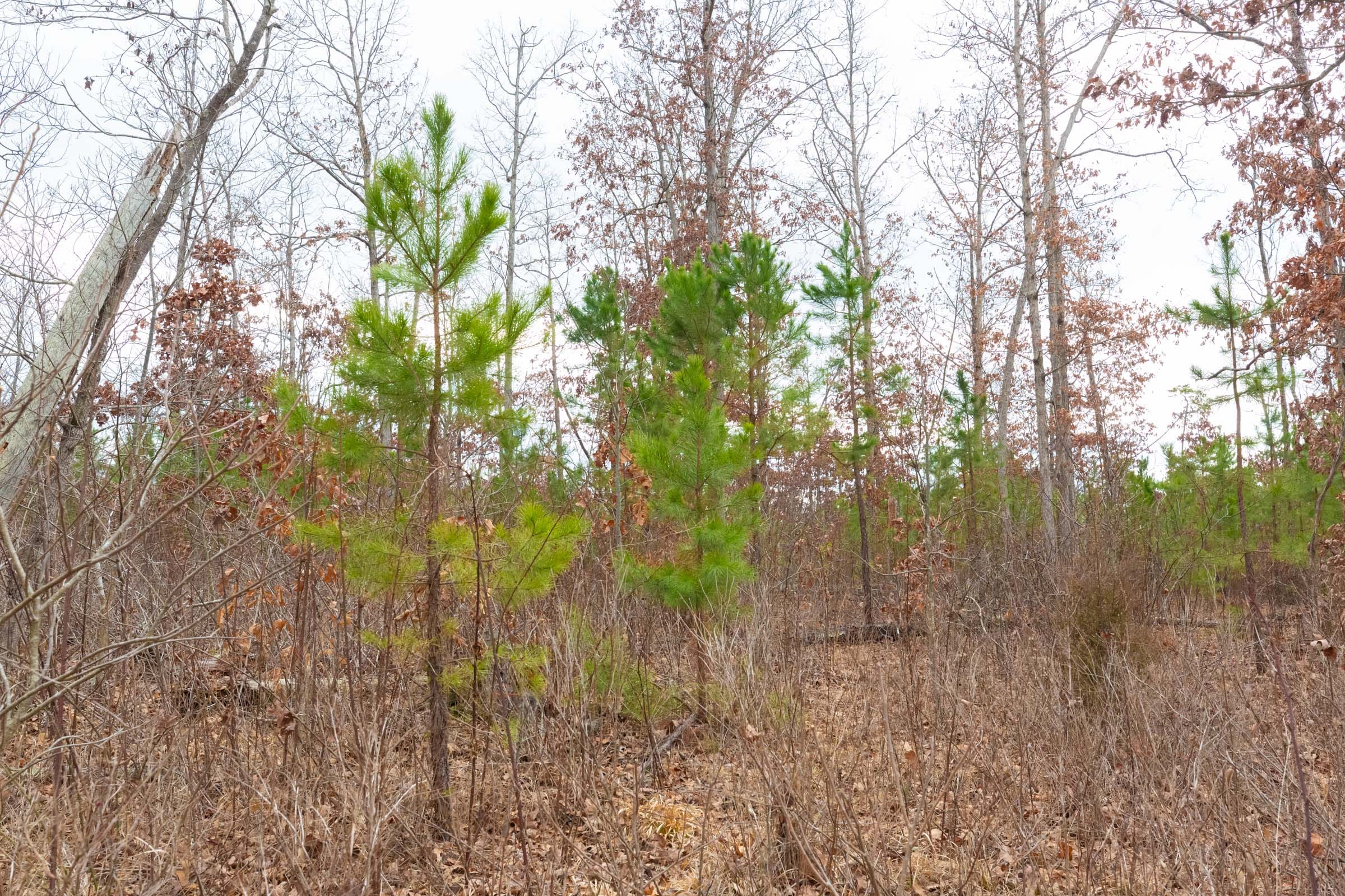 Windy Ridge Tract 11 photo 20