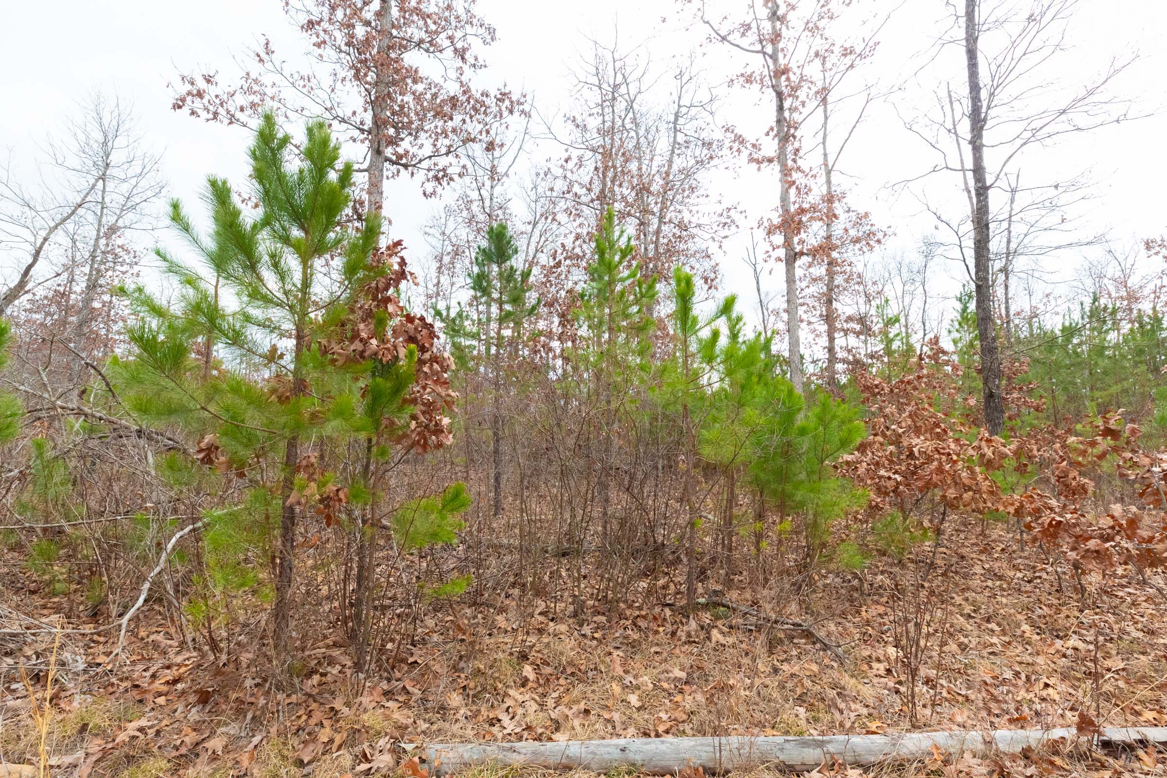 Windy Ridge Tract 11 photo 23