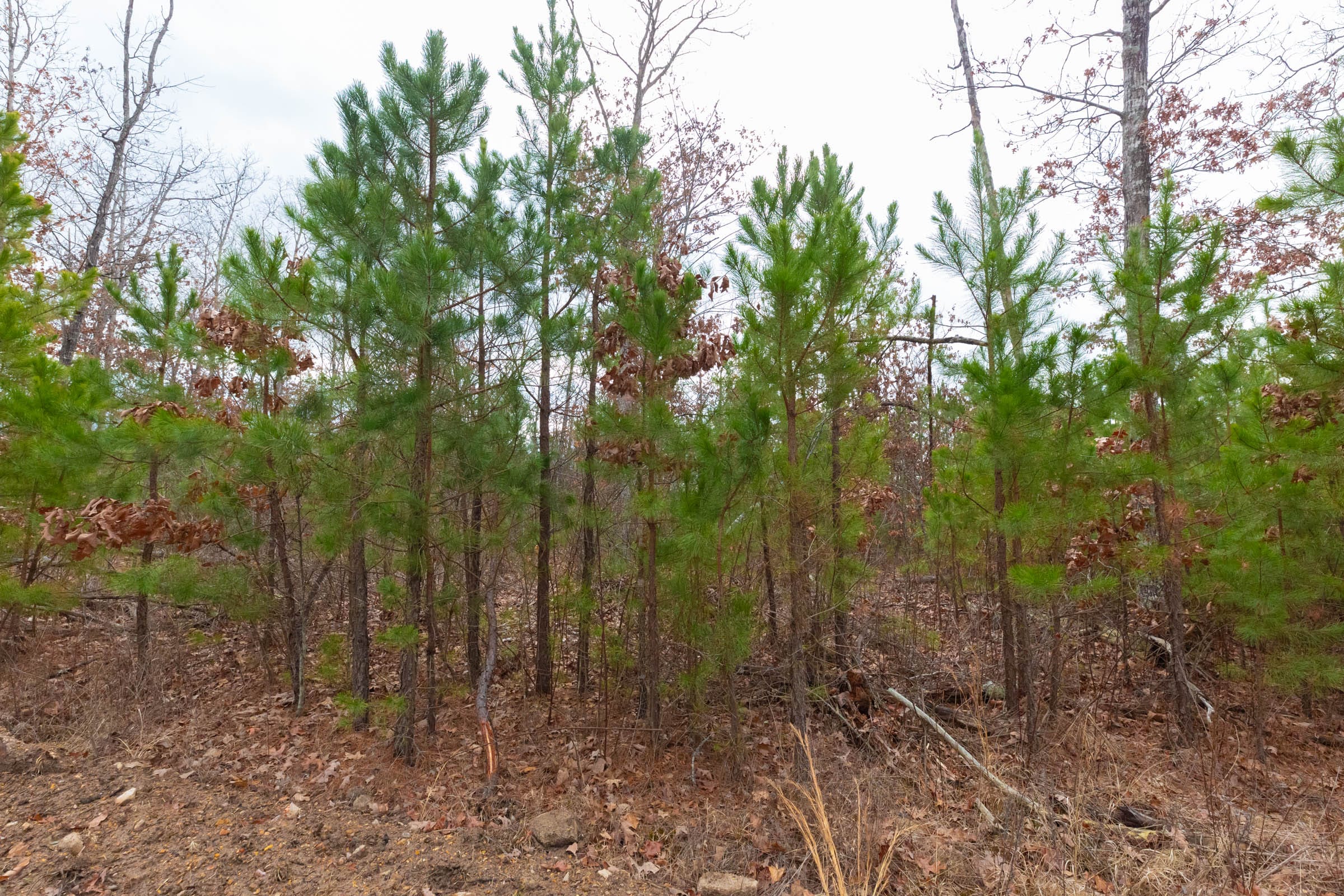 Windy Ridge Tract 11 photo 24