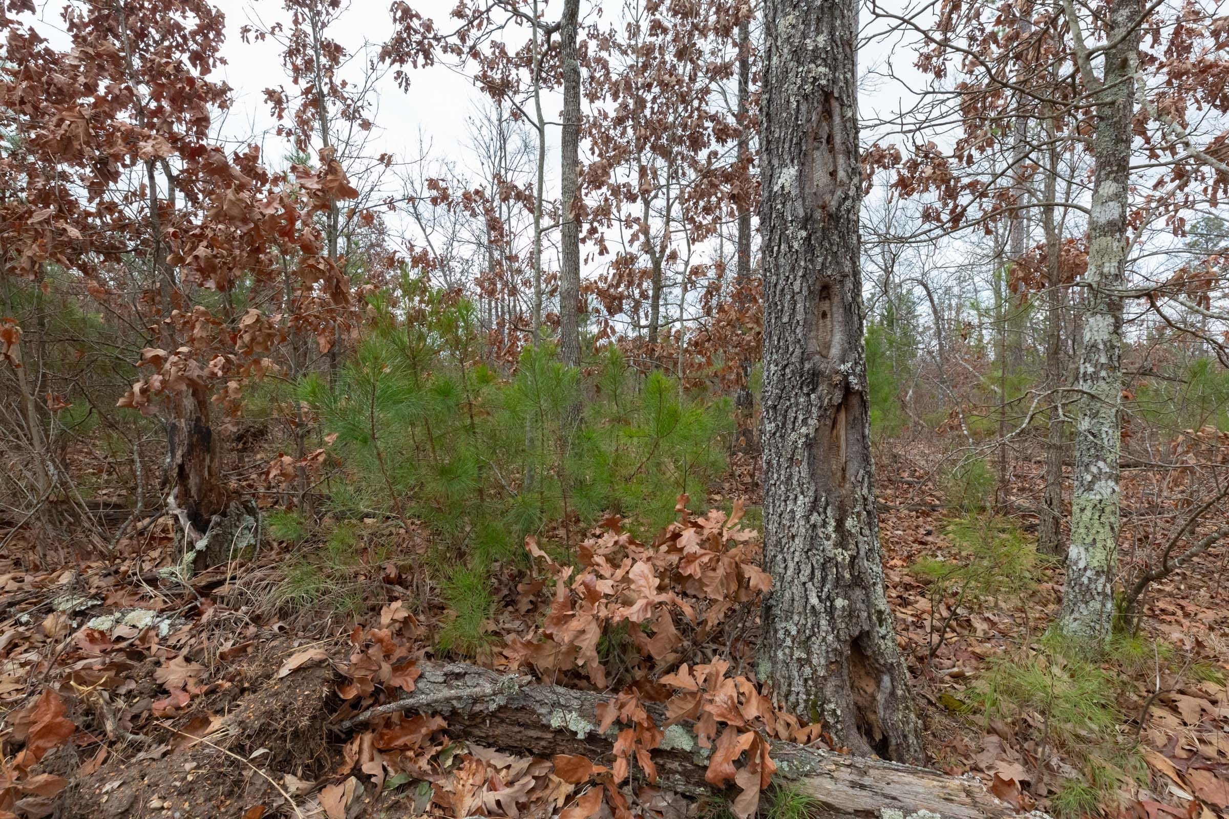 Windy Ridge Tract 11 photo 21
