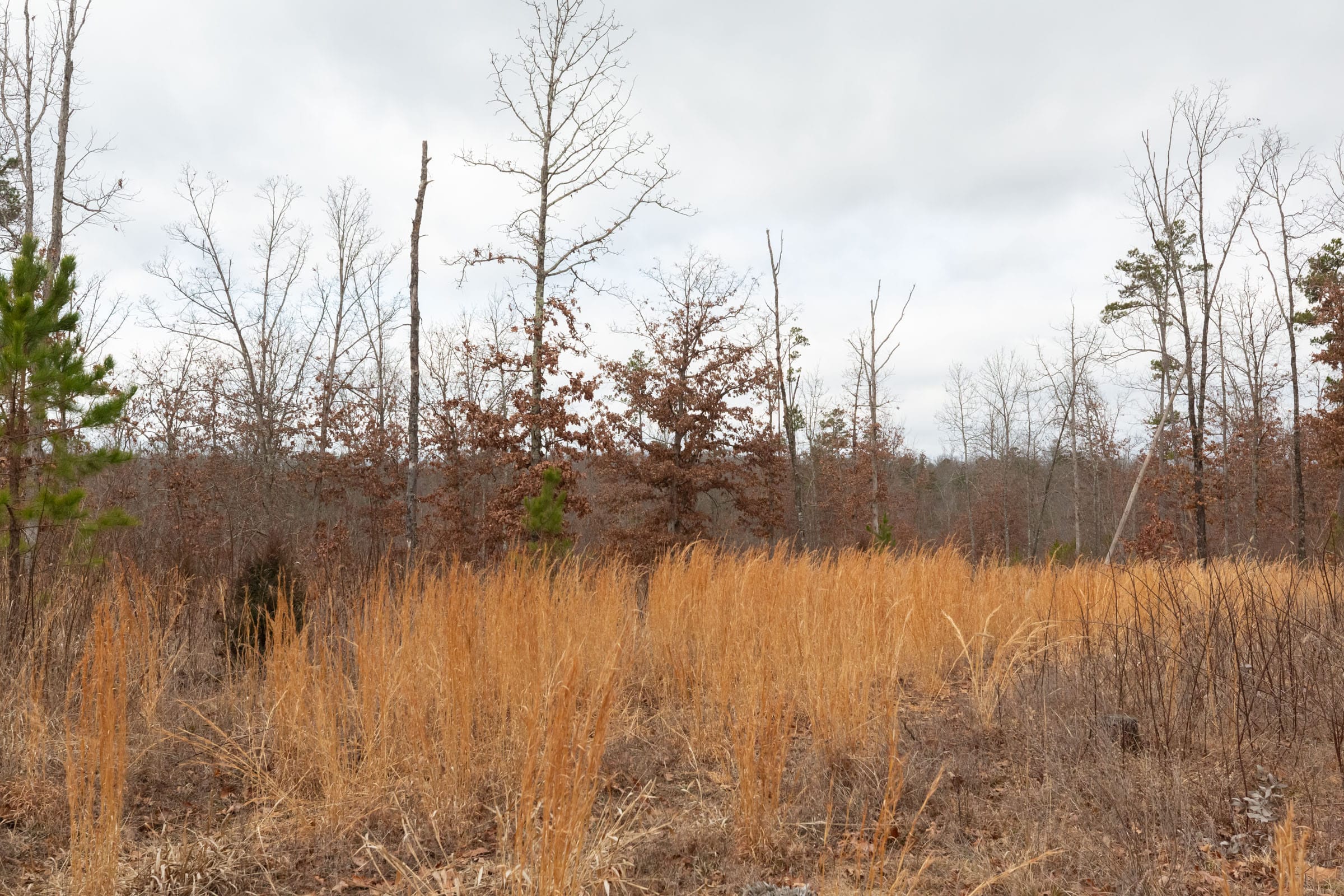 Windy Ridge Tract 11 photo 22