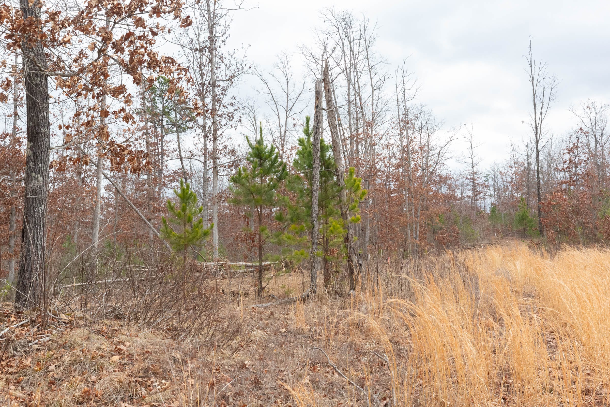 Windy Ridge Tract 11 photo 27