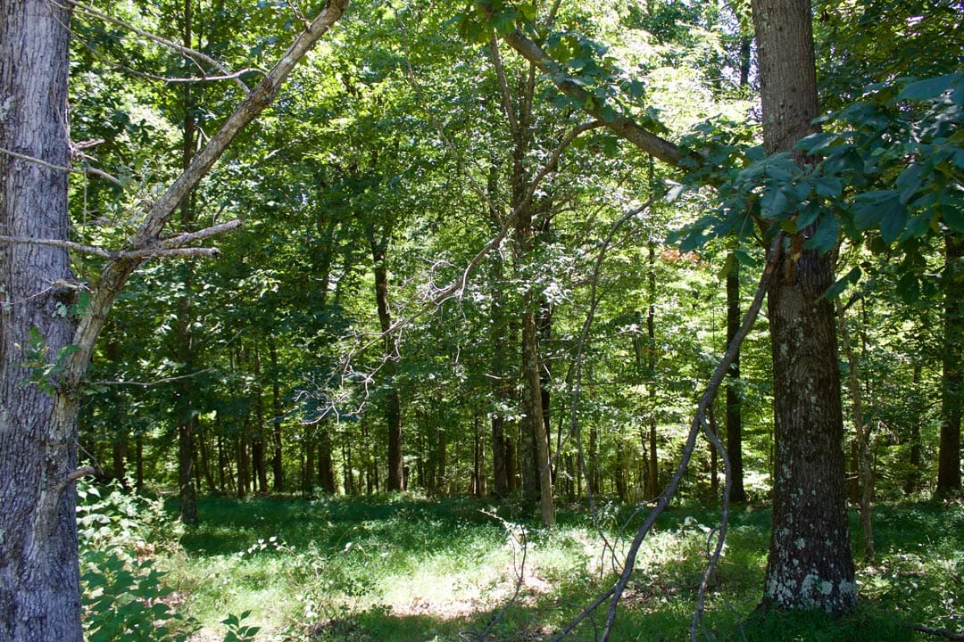 Heritage Hollow Tract 16 photo 3