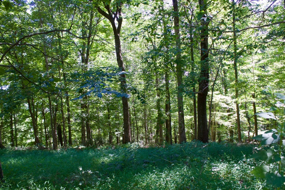 Heritage Hollow Tract 16 photo 4