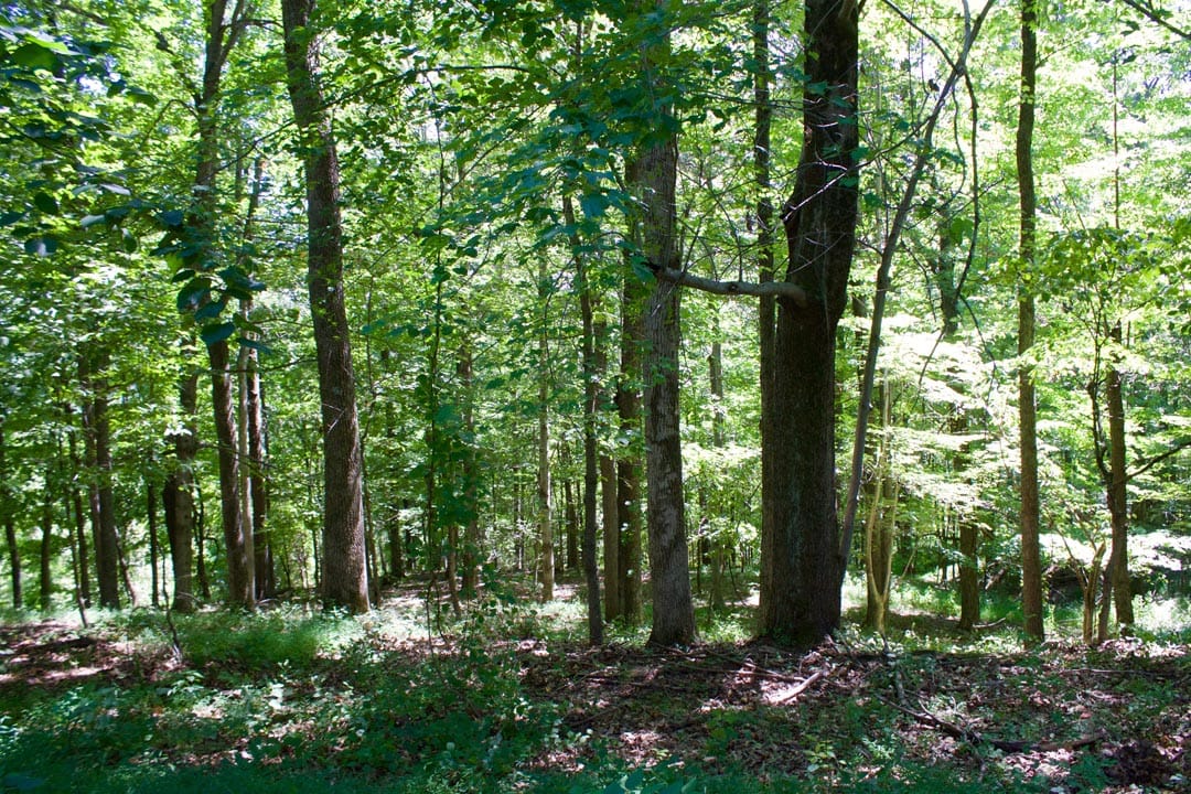 Heritage Hollow Tract 16 photo 5