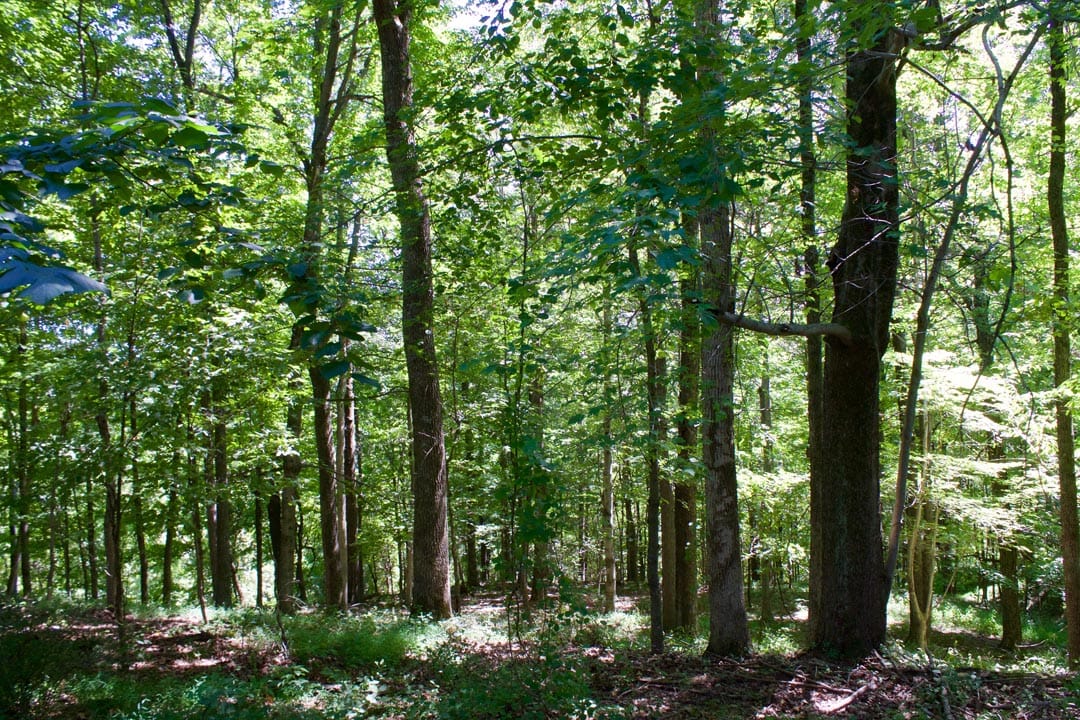 Heritage Hollow Tract 16 photo 6