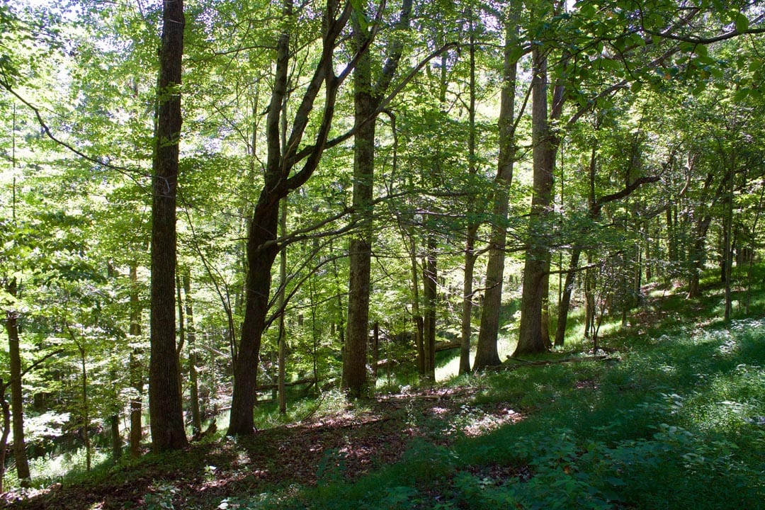Heritage Hollow Tract 16 photo 7