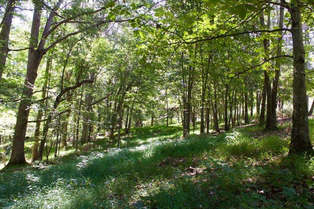 Heritage Hollow Tract 16 photo 8