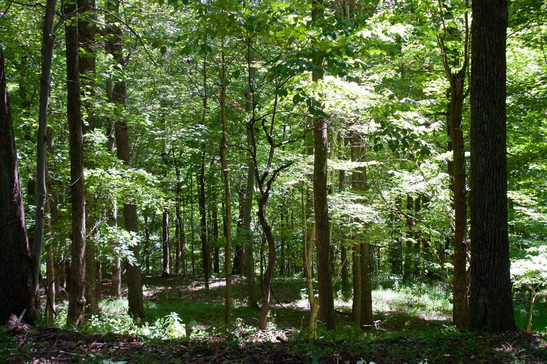 Heritage Hollow Tract 16 photo 9