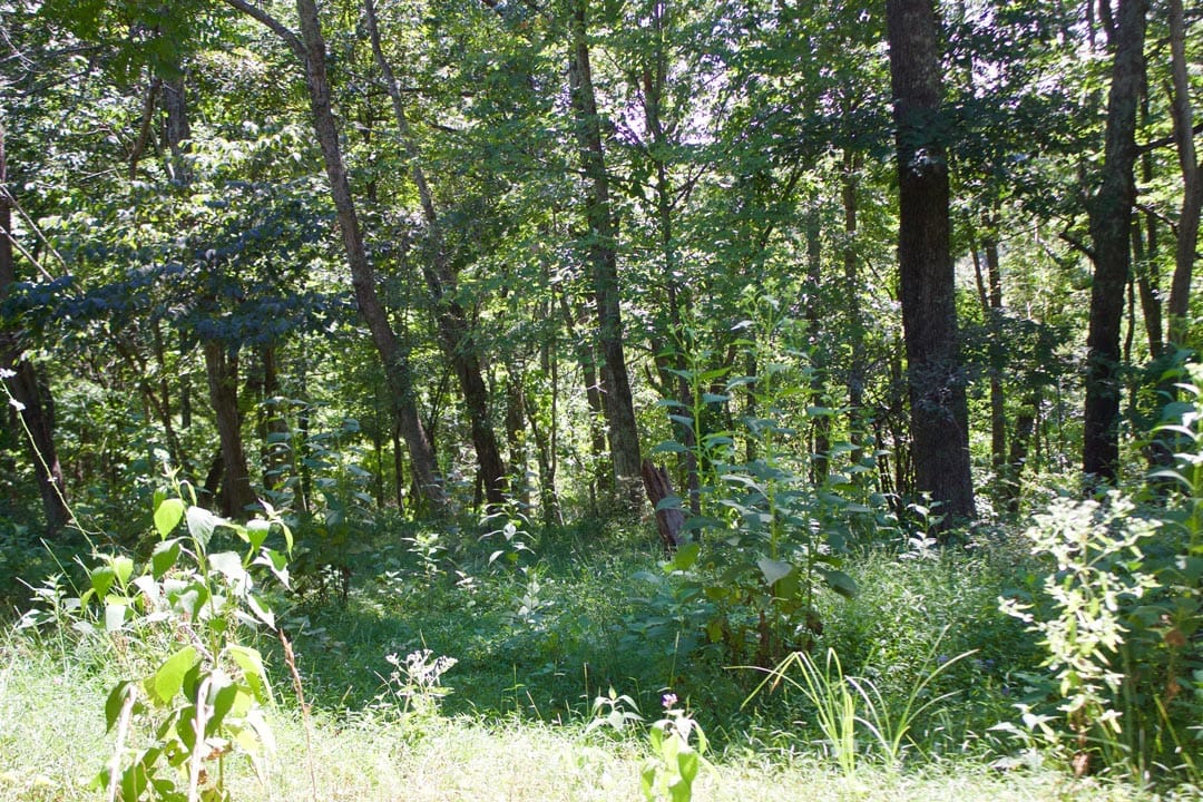 Heritage Hollow Tract 16 photo 11