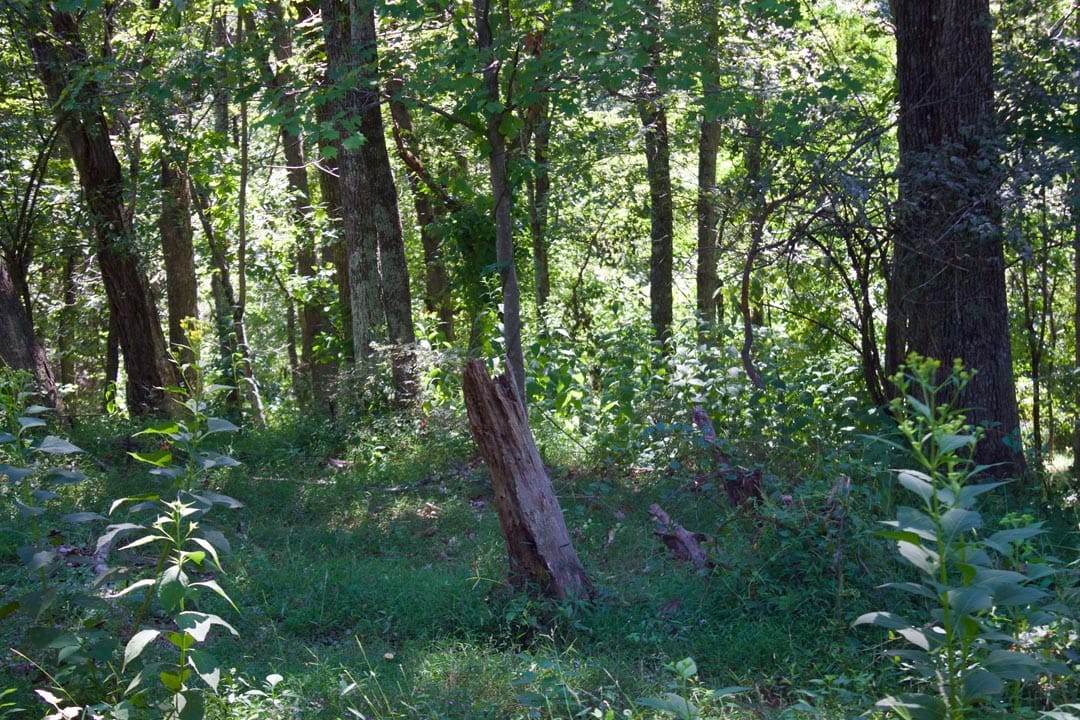 Heritage Hollow Tract 16 photo 12
