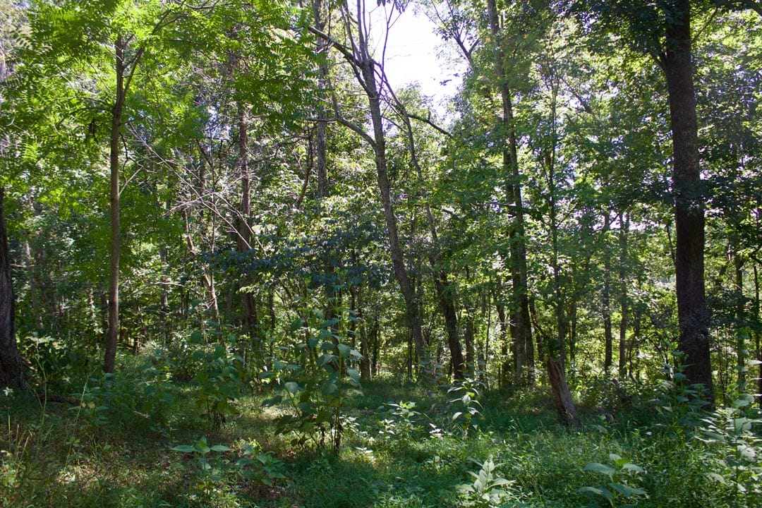 Heritage Hollow Tract 16 photo 14