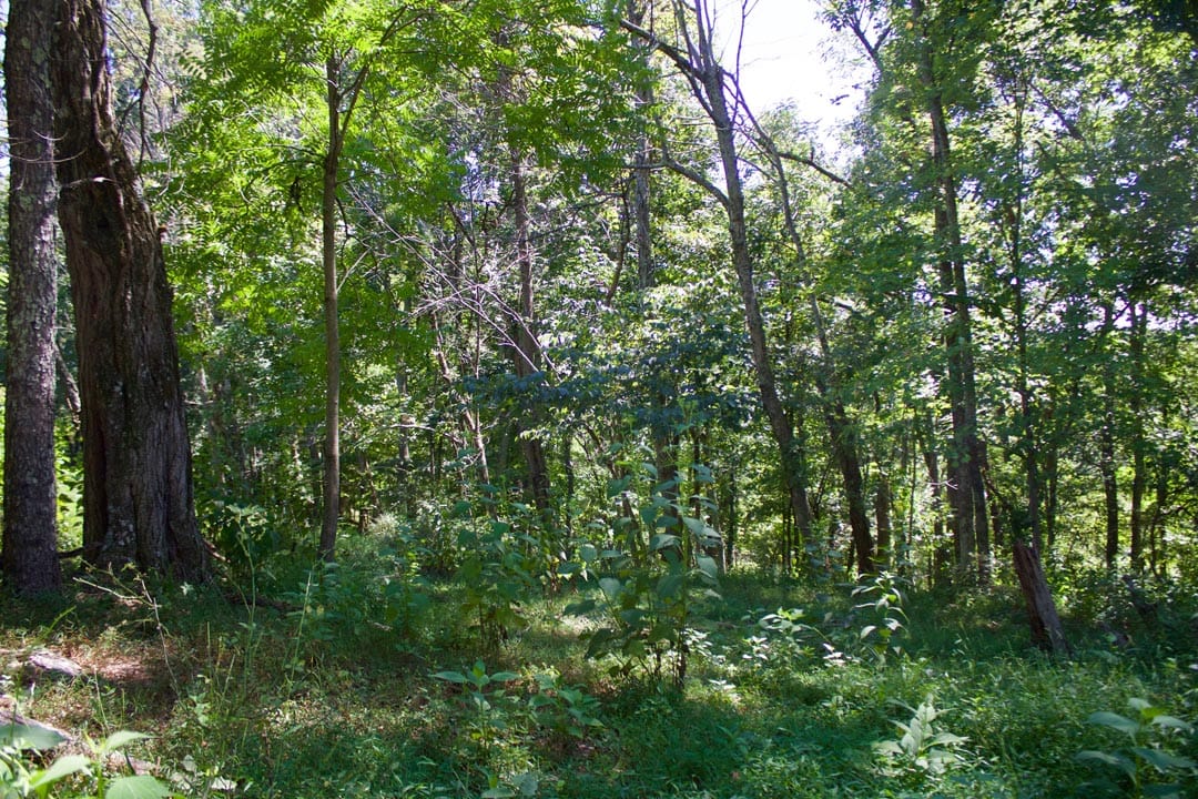 Heritage Hollow Tract 16 photo 15