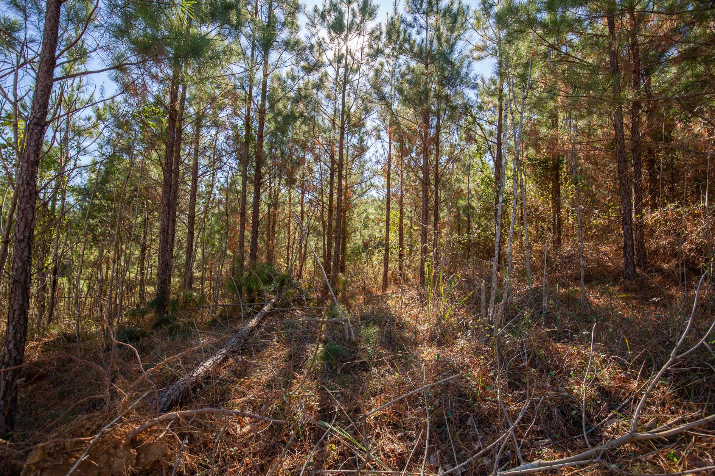 Pine Ridge Tract 9 photo 2