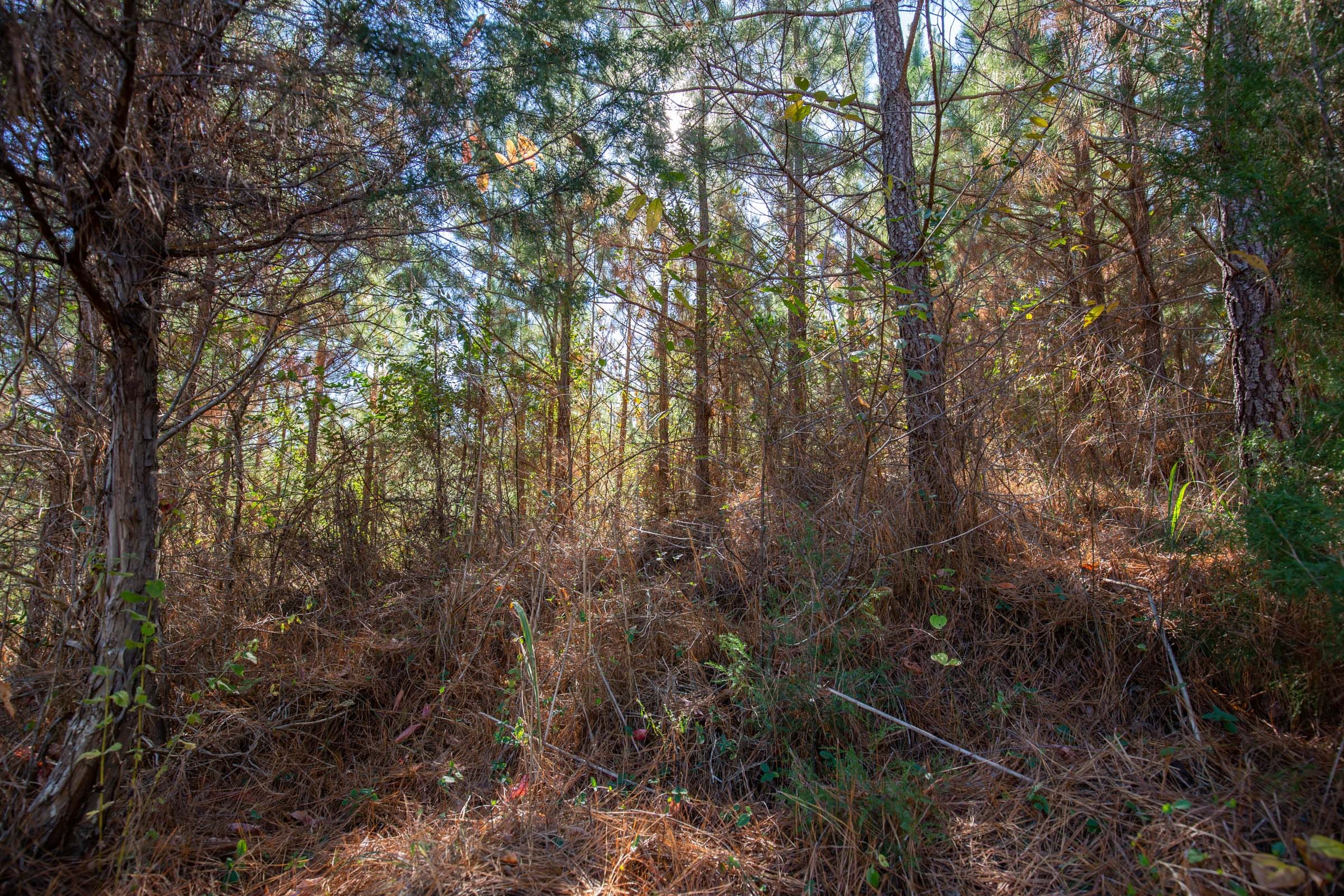 Pine Ridge Tract 9 photo 5