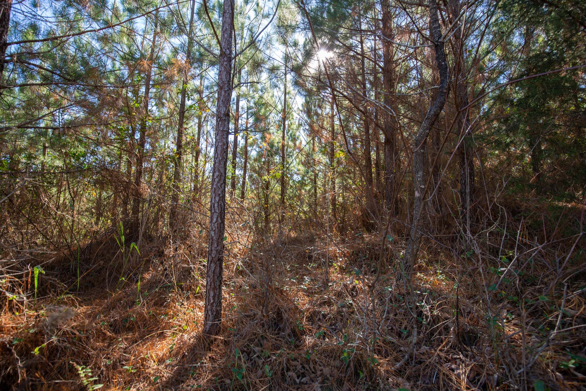 Pine Ridge Tract 9 photo 7