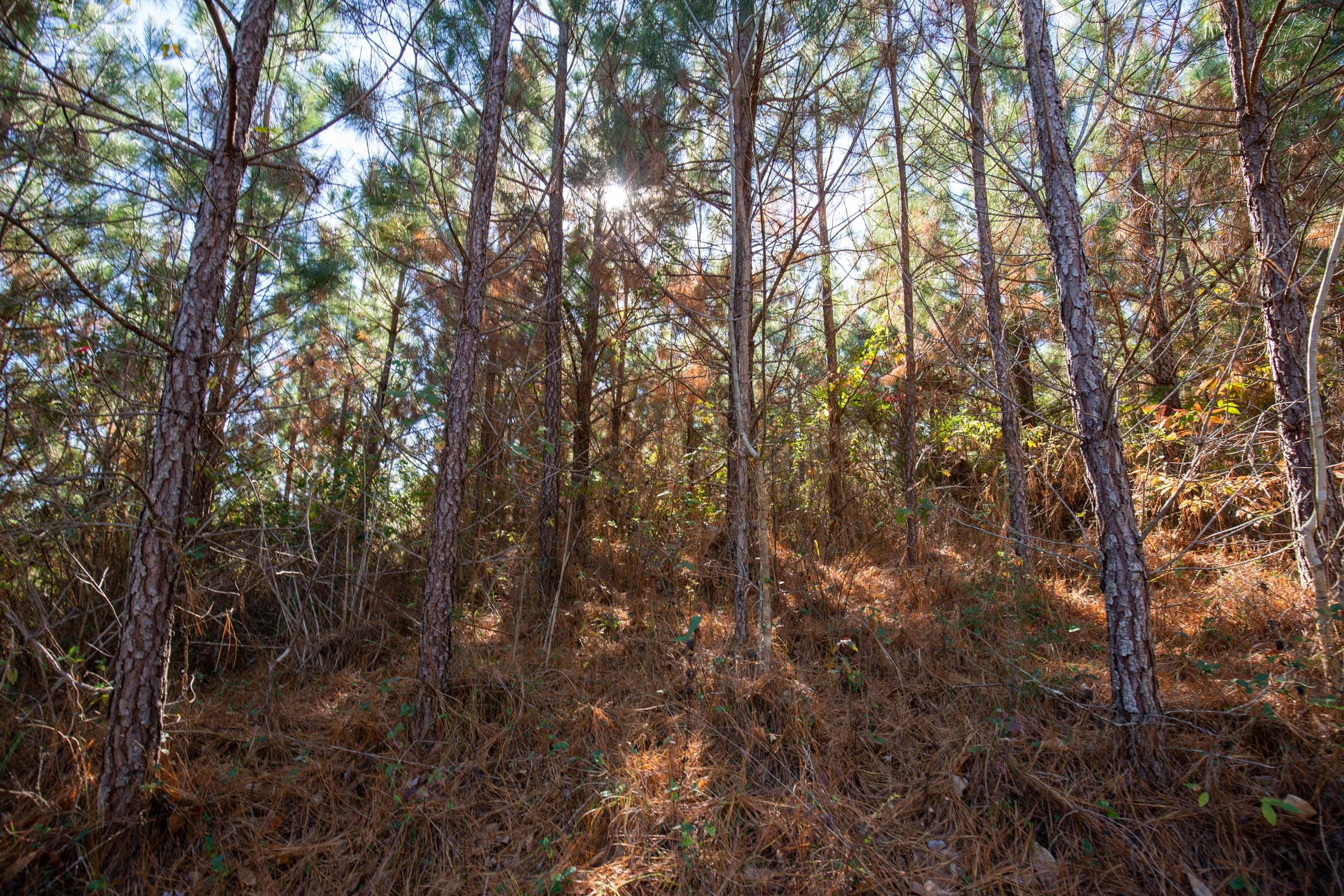 Pine Ridge Tract 9 photo 9