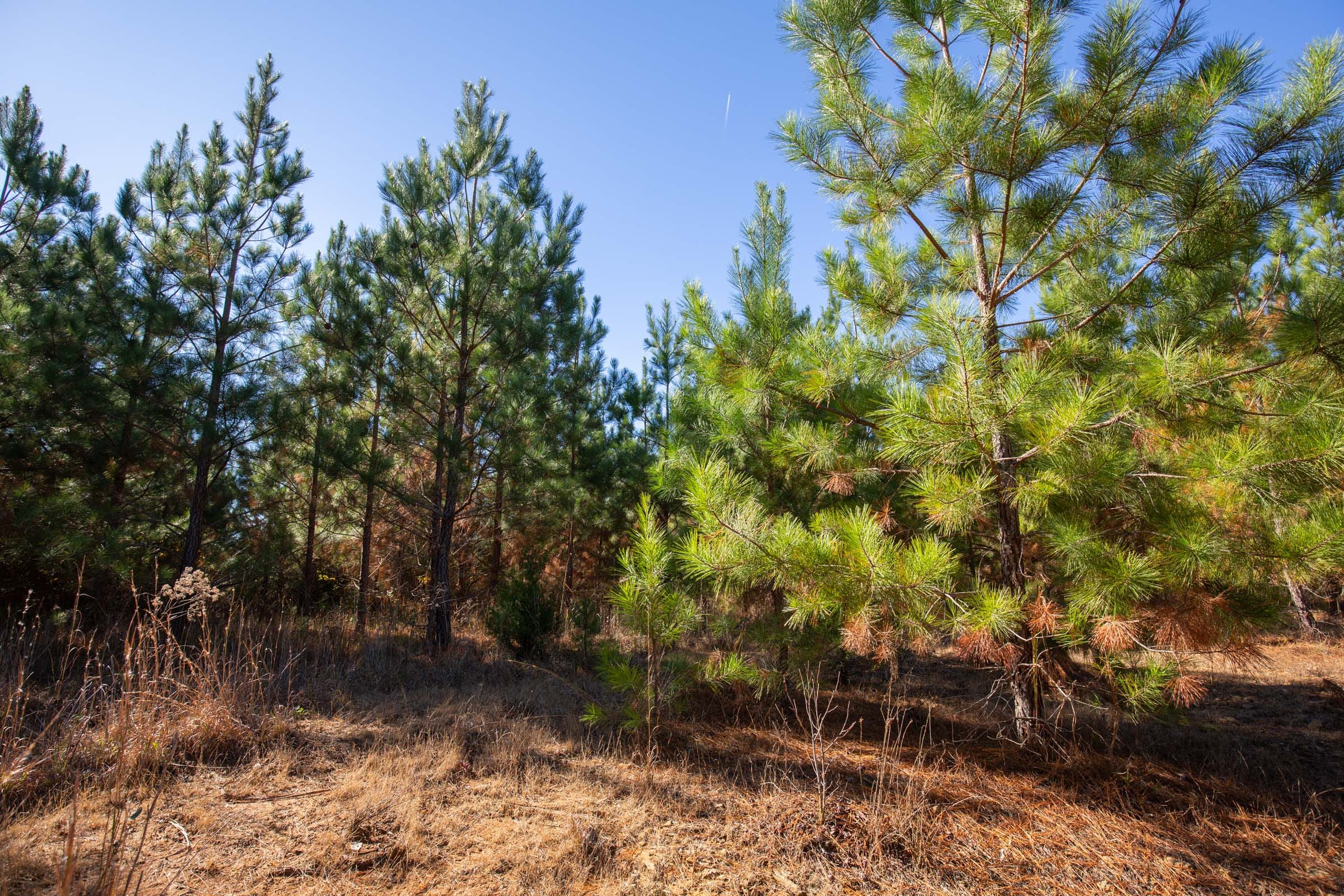 Pine Ridge Tract 9 photo 6
