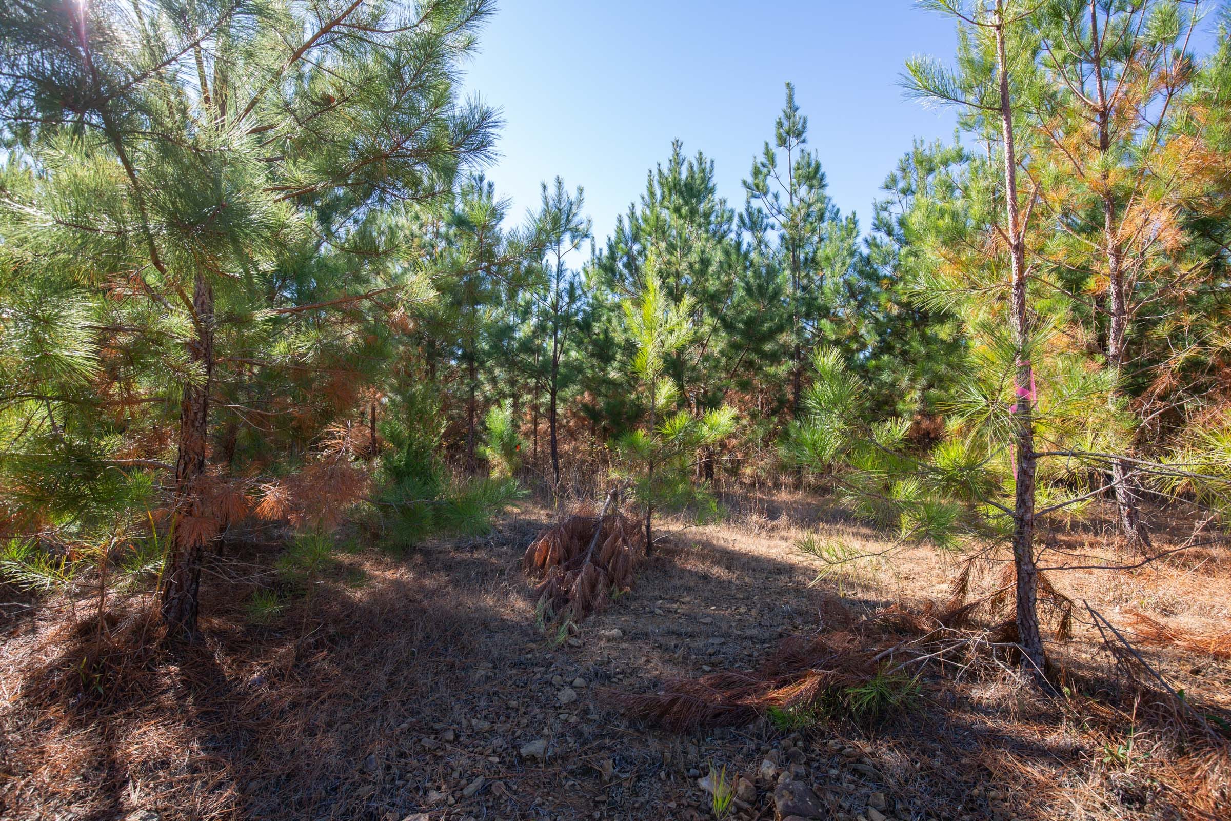 Pine Ridge Tract 9 photo 11