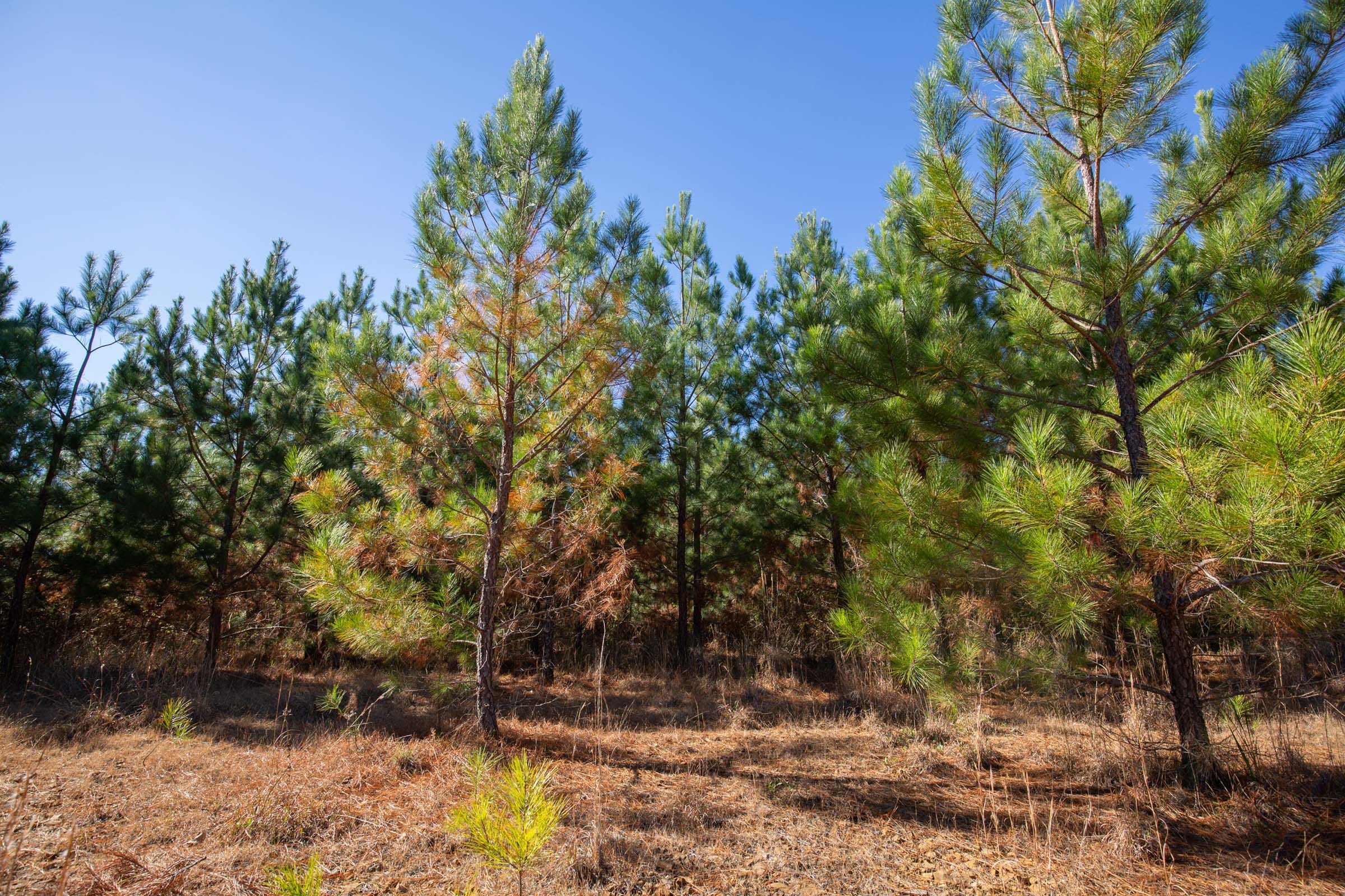 Pine Ridge Tract 9 photo 3