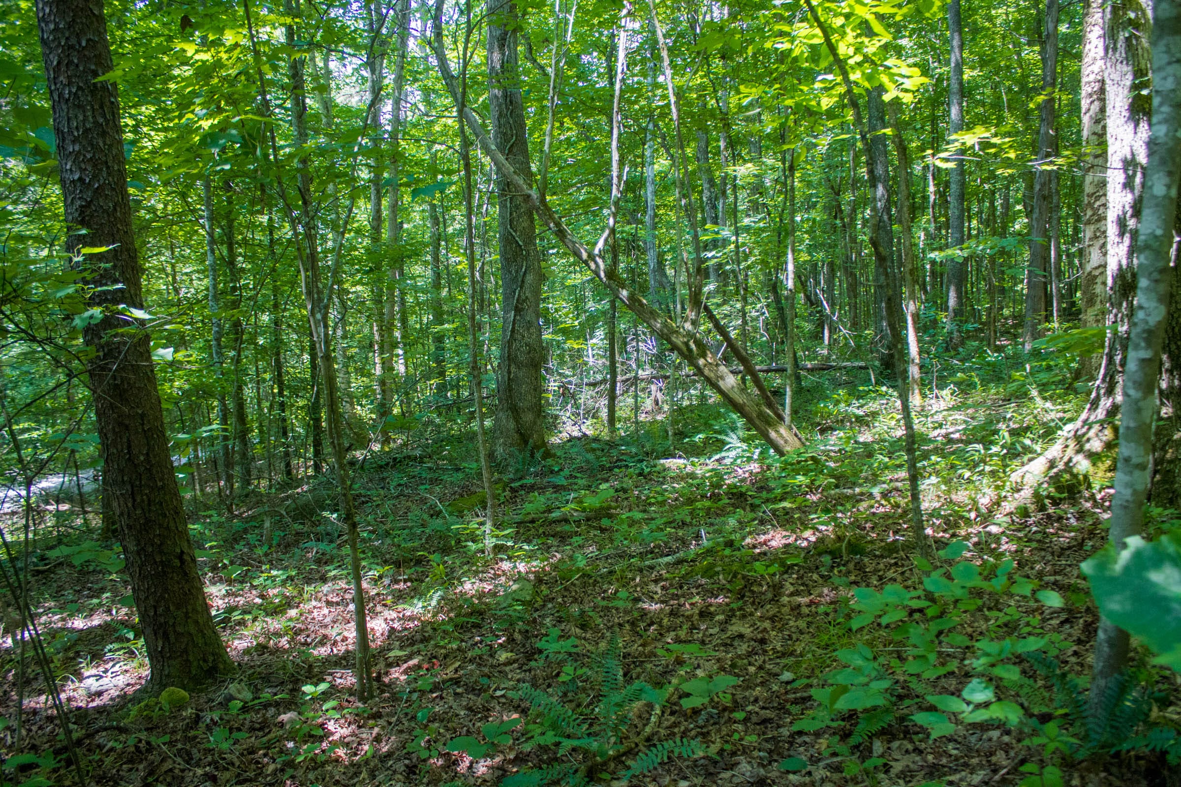 Bluewater Ridge Tract 5 photo 3