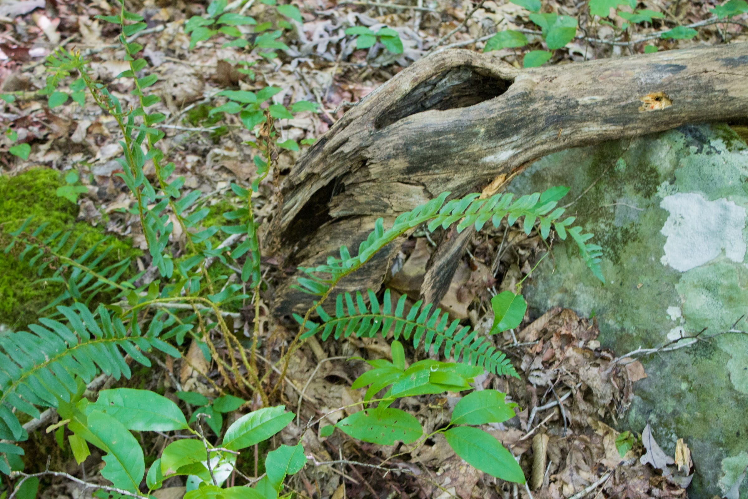 Bluewater Ridge Tract 5 photo 6