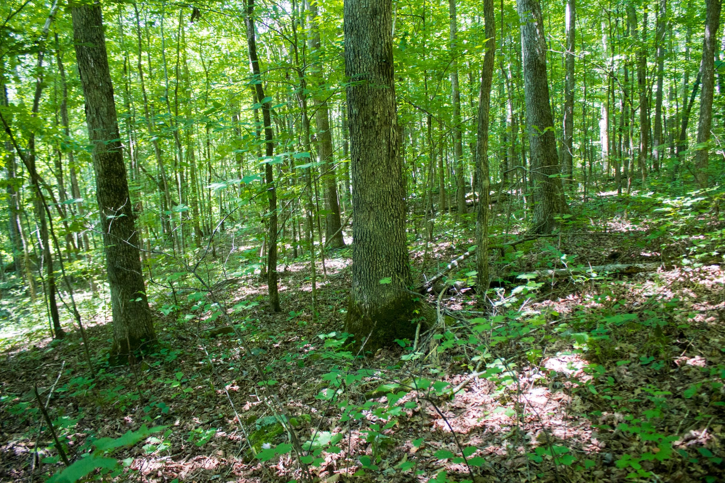 Bluewater Ridge Tract 5 photo 7