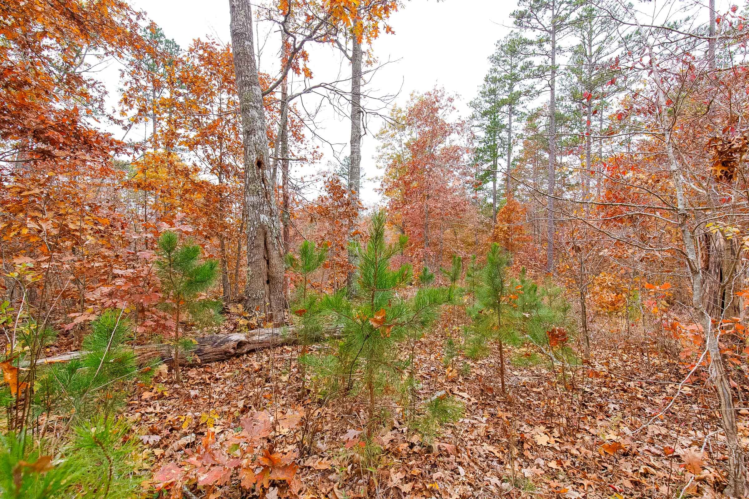 Hawkcrest Tract 10 photo 5