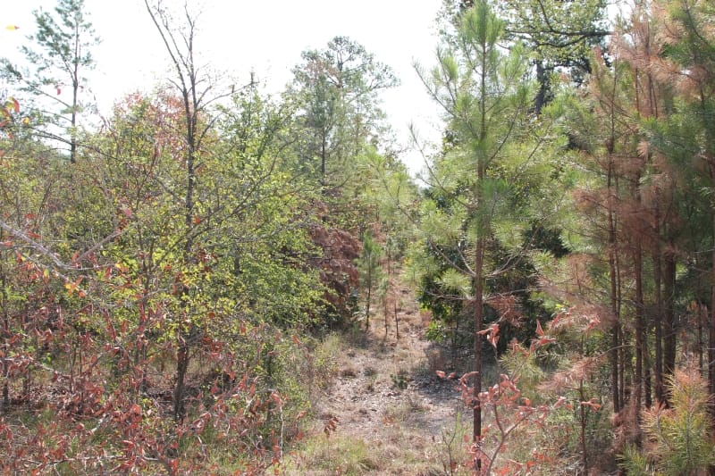 Lake View Ranch Tract 31 photo 1