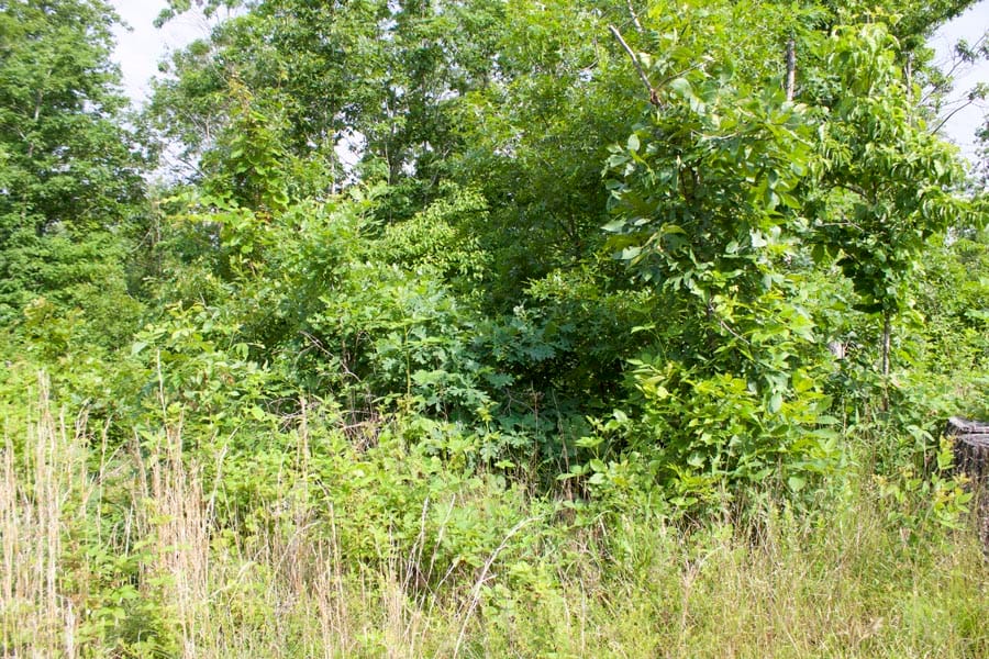 Thunder Mountain Ranch Tract 36 photo 5